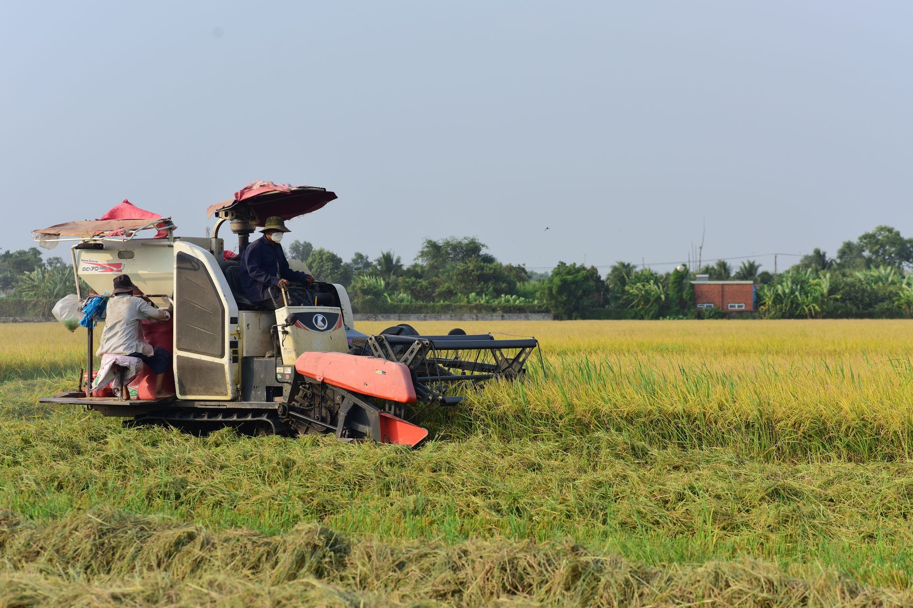 Farmers using a combine harvester to collect rice in a lush green field under clear skies.