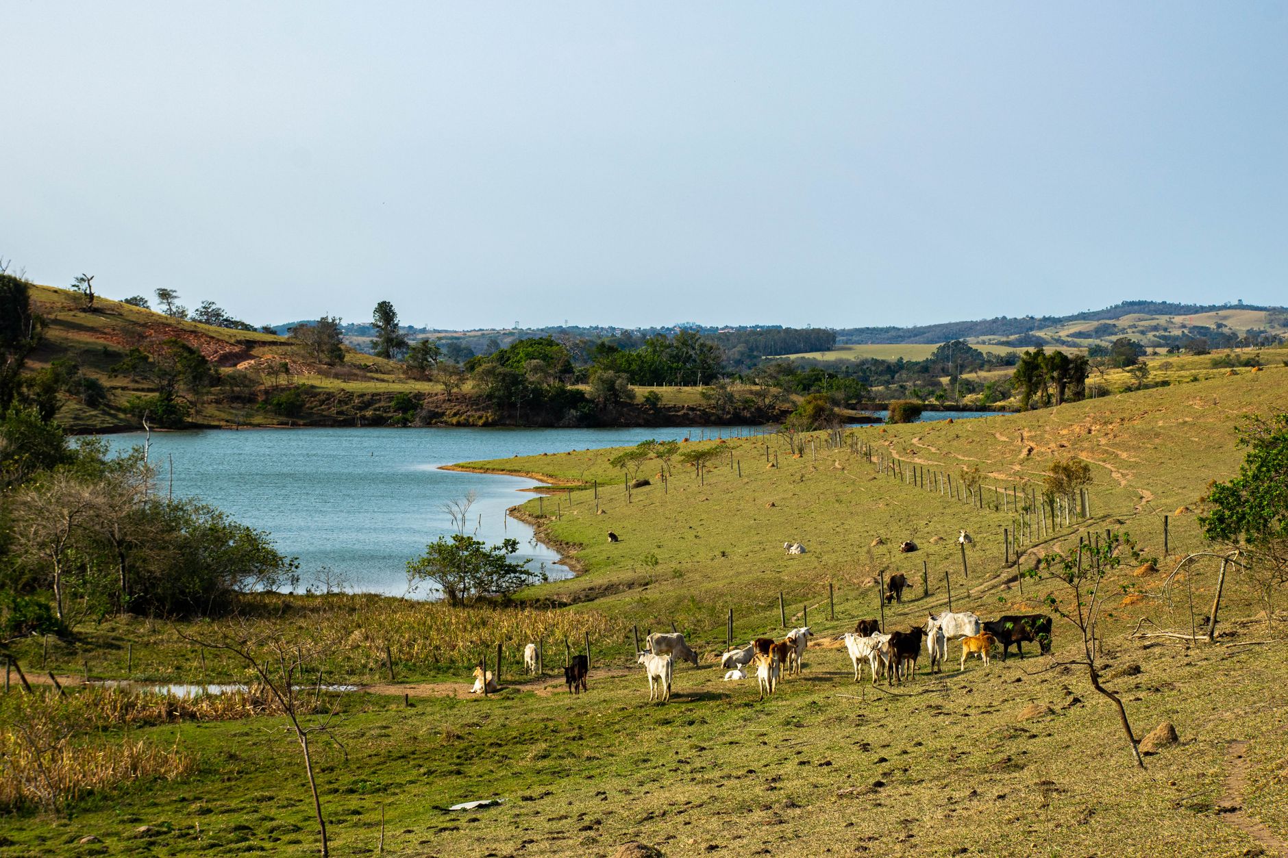 A serene rural landscape in Campinas, Brazil, featuring cattle by a lake under a clear blue sky.