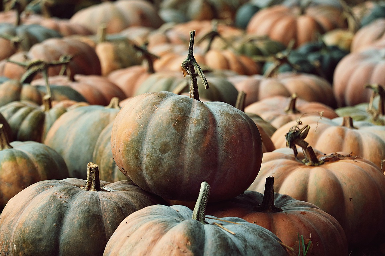 pumpkins, nature, pumpkin patch, harvest, vegetables, fall, forest, healthy, food, pumpkin market, thanksgiving