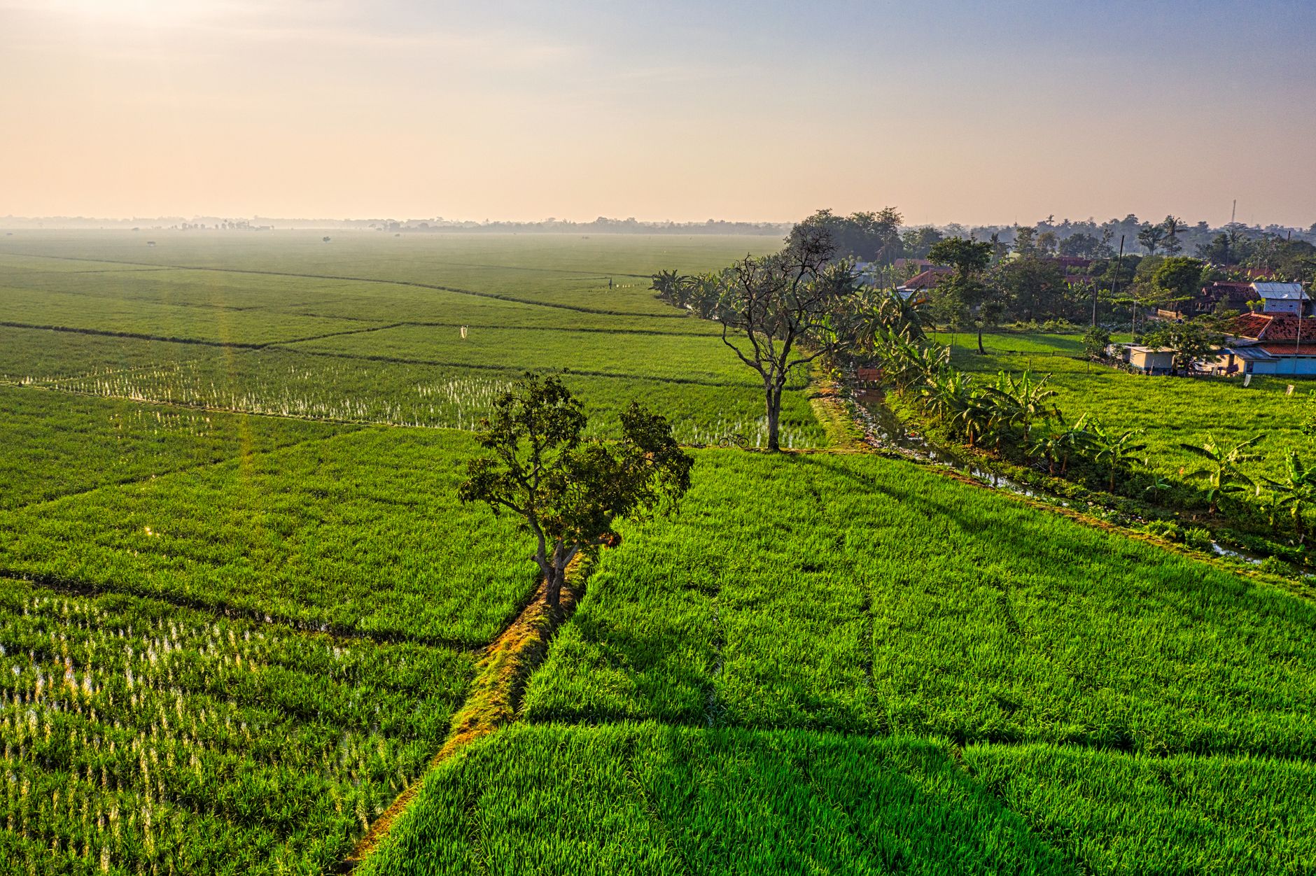 High angle of agricultural field with trees under cloudy sky on farm in sunlight at sundown