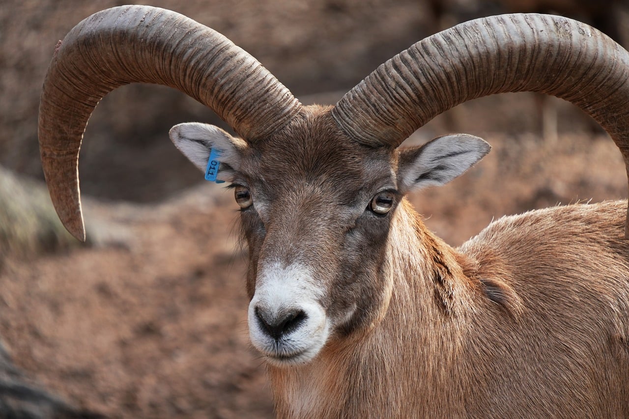 animal, ram, horns, goat, sheep, nature, wildlife, brown, creature, mammal, species, fauna