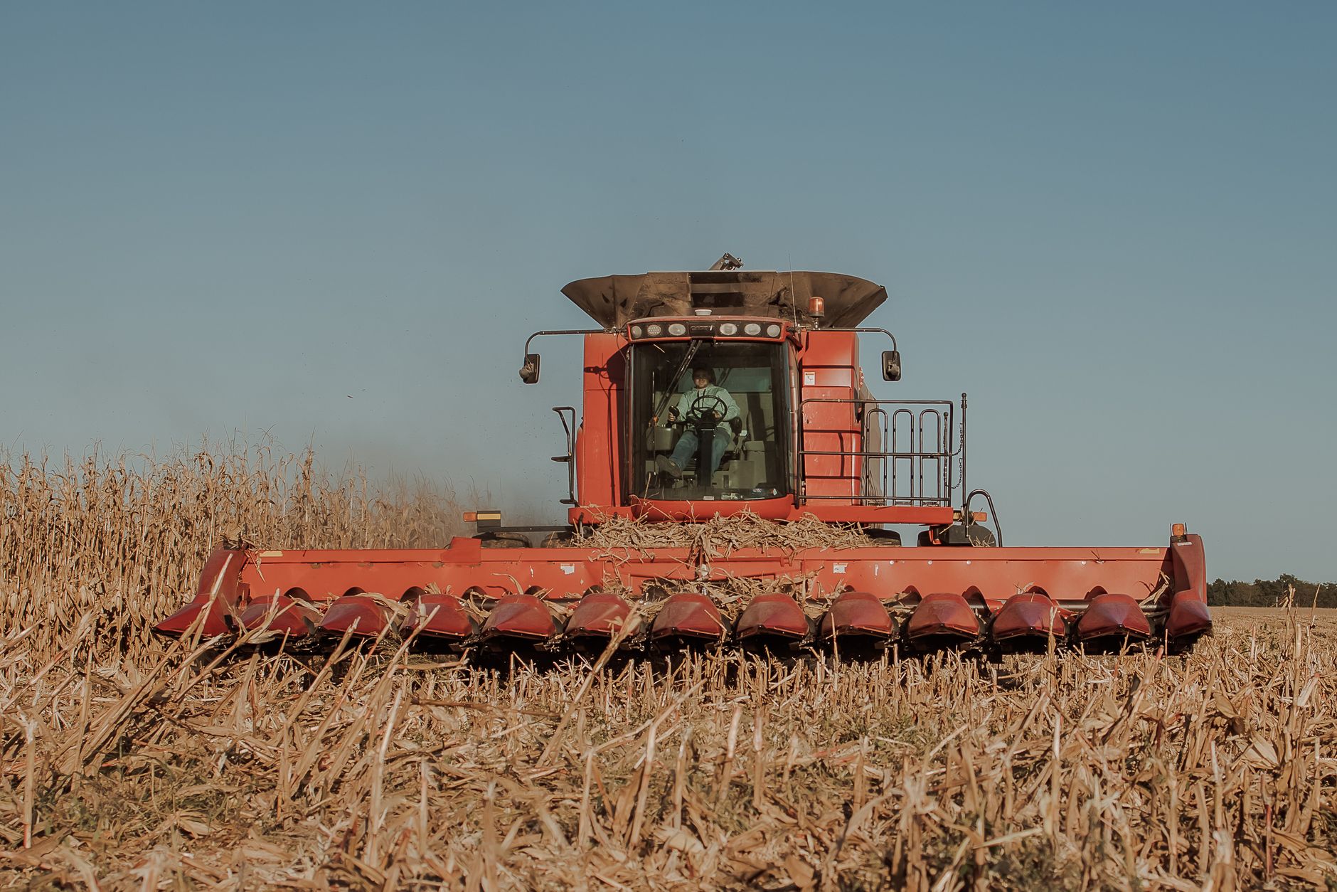 Combine harvester at work in cornfield on a clear day, capturing agricultural machinery in action.