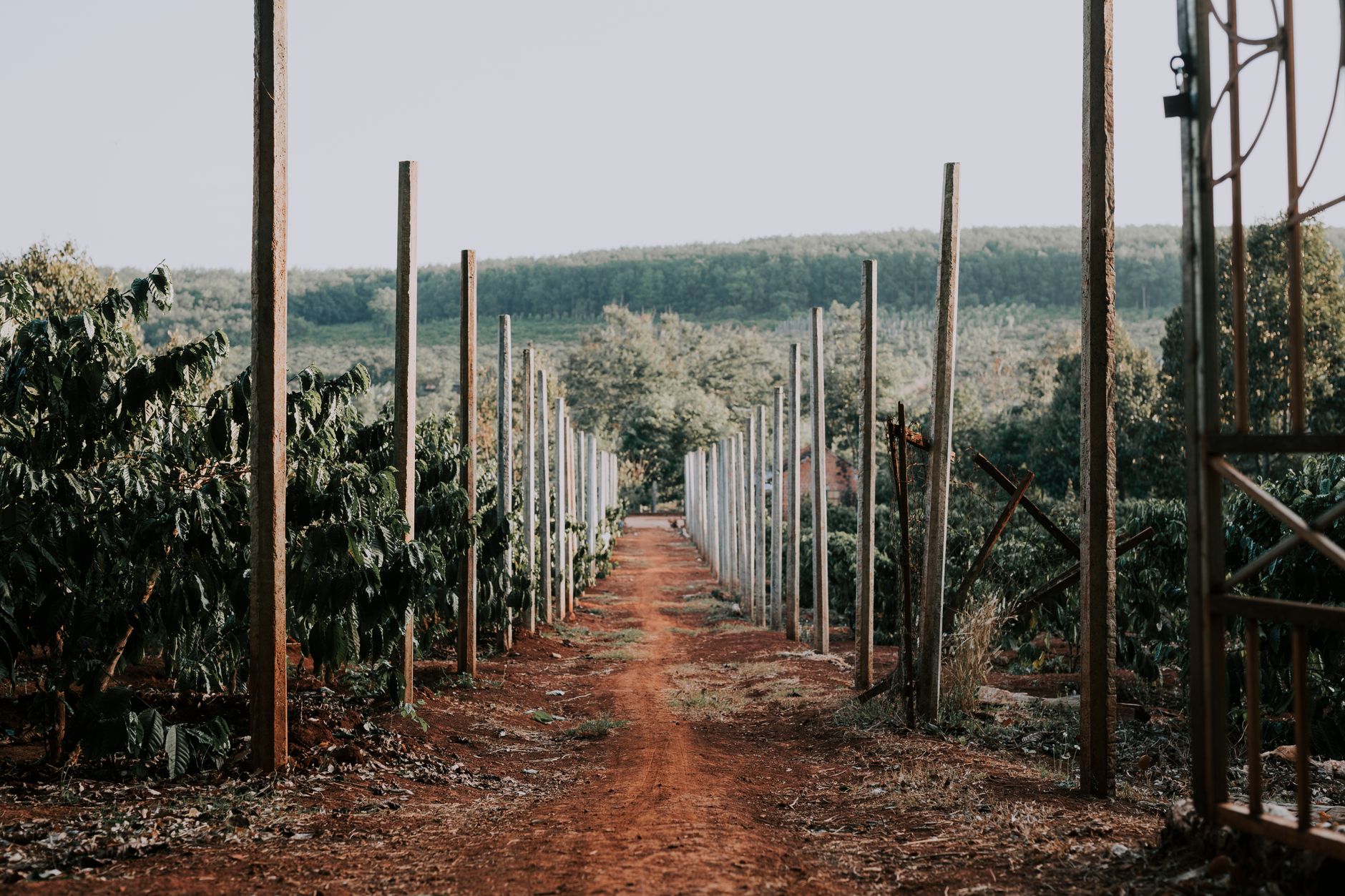 A dirt pathway leads through a lush green farmland with poles and trees, creating a serene outdoor scene.