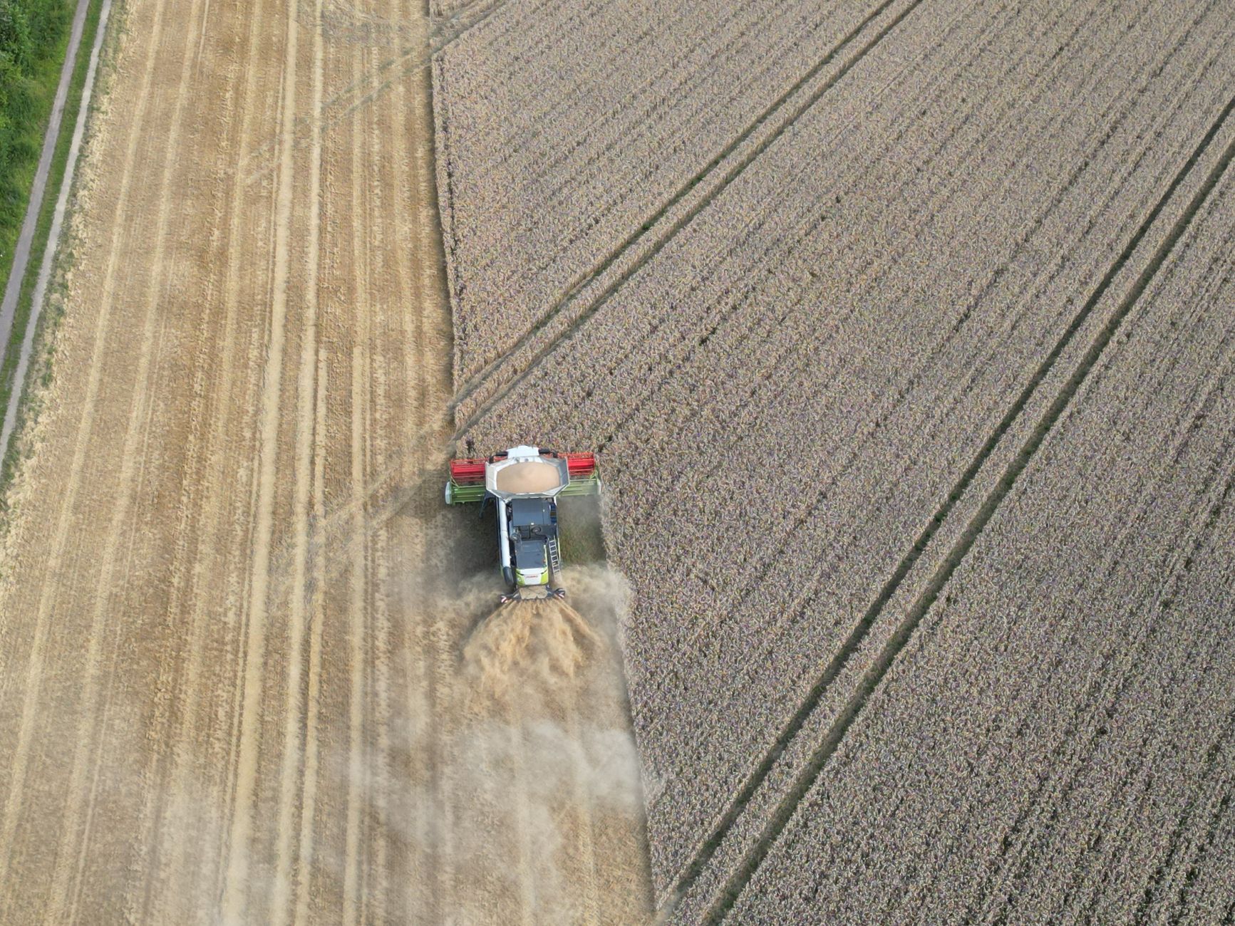 Drone captures a tractor harvesting wheat in a rural field in Sehnde, Germany.