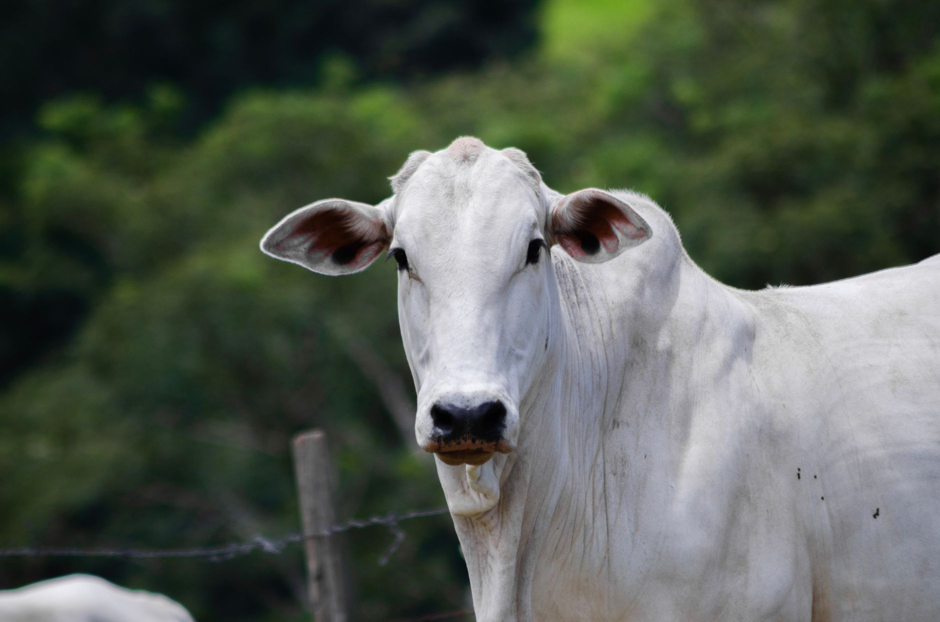 Portrait of a Nelore cow in a lush green pasture in Porto Feliz, Brazil.