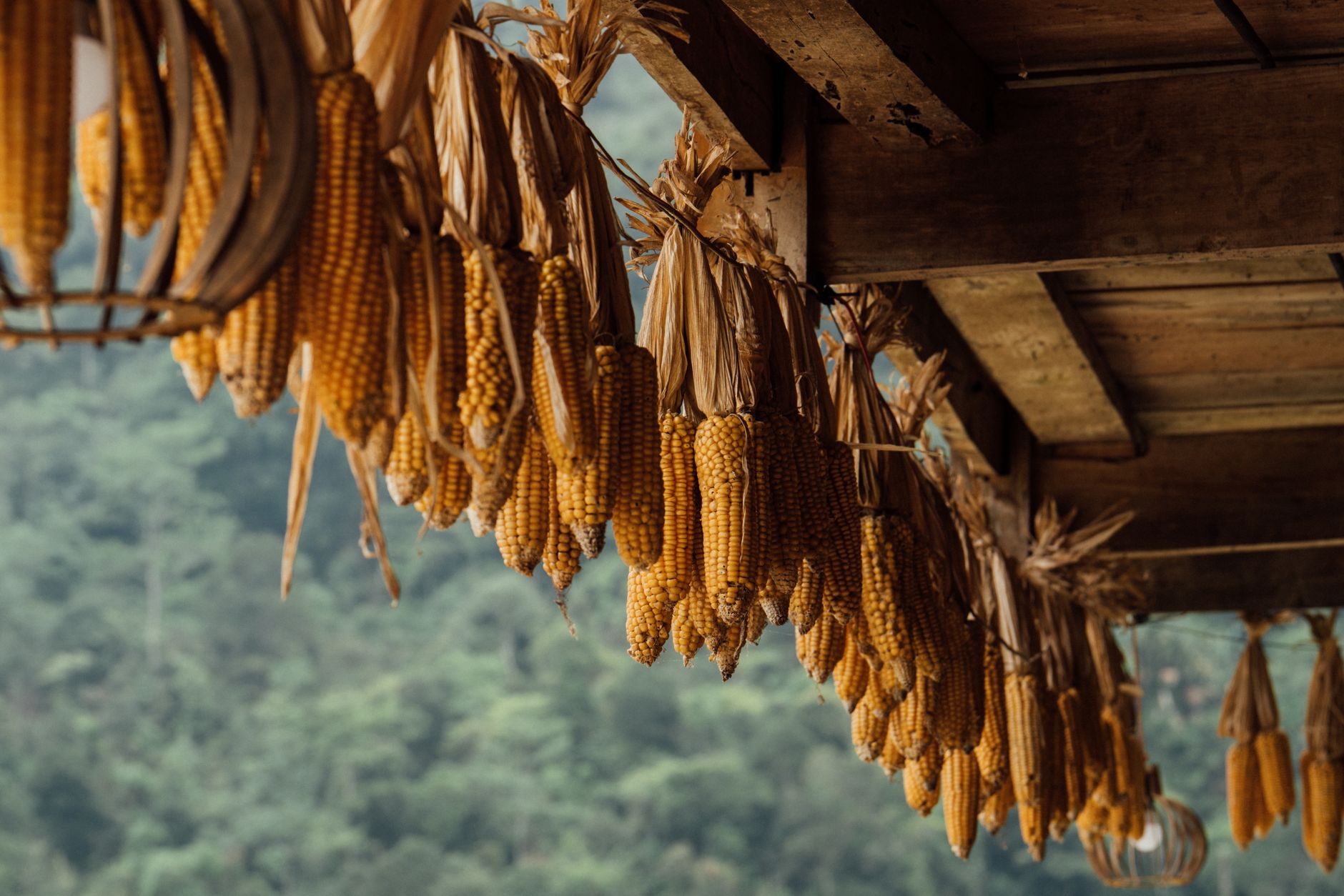 Corn cobs hanging to dry under a wooden roof with a natural forest backdrop.