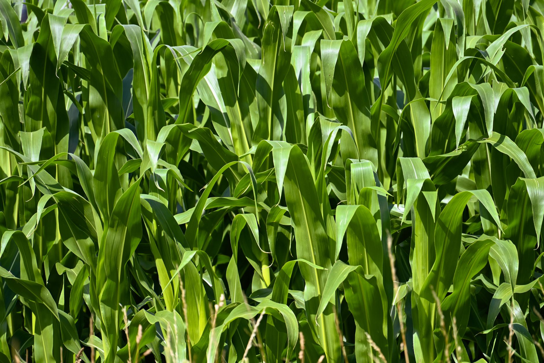 A vibrant corn field with lush green leaves basking in summer sunlight, ideal for agricultural themes.