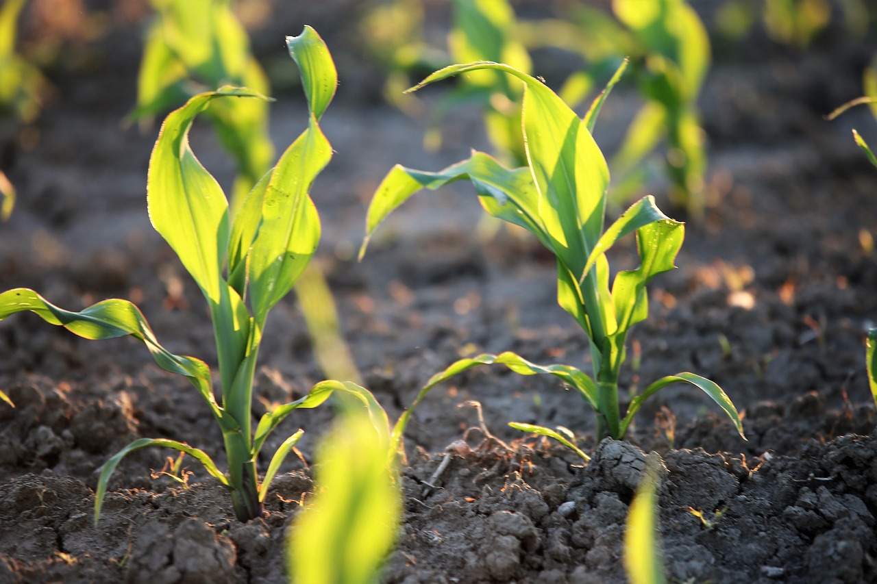 young corn, plants, agriculture, corn, crop, cornfield, plantation, field, farm, farmland, nature, rural