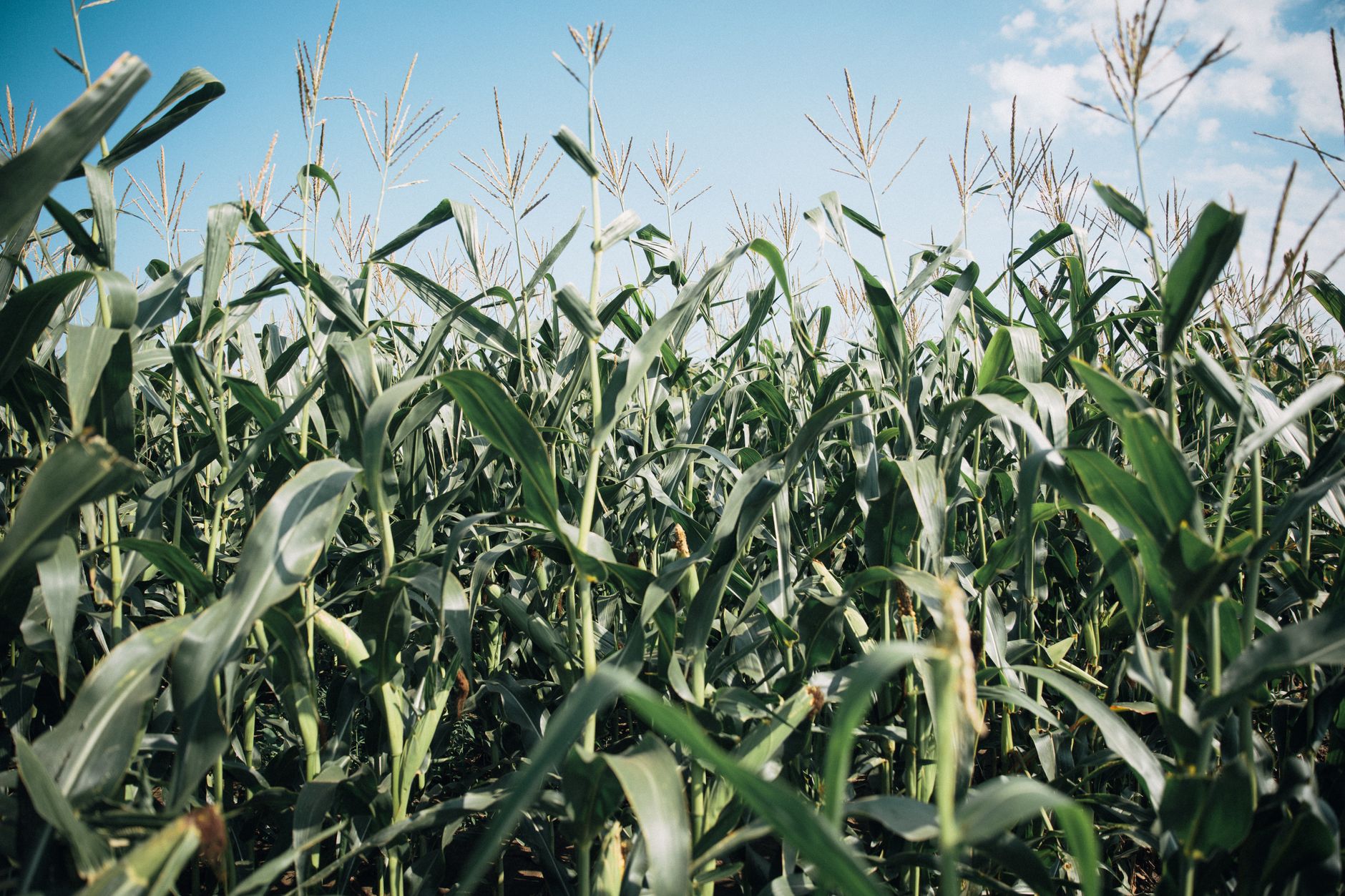 Close-up view of a vibrant cornfield stretching under a bright blue sky.