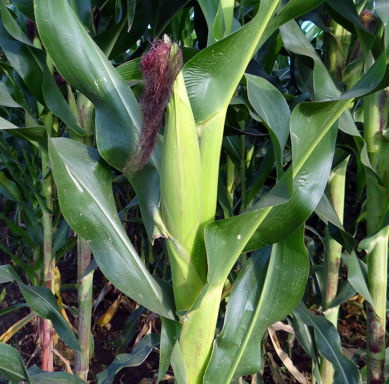 maize, crop, corn, cultivation, agriculture, farm, field, india, maize, maize, maize, maize, maize
