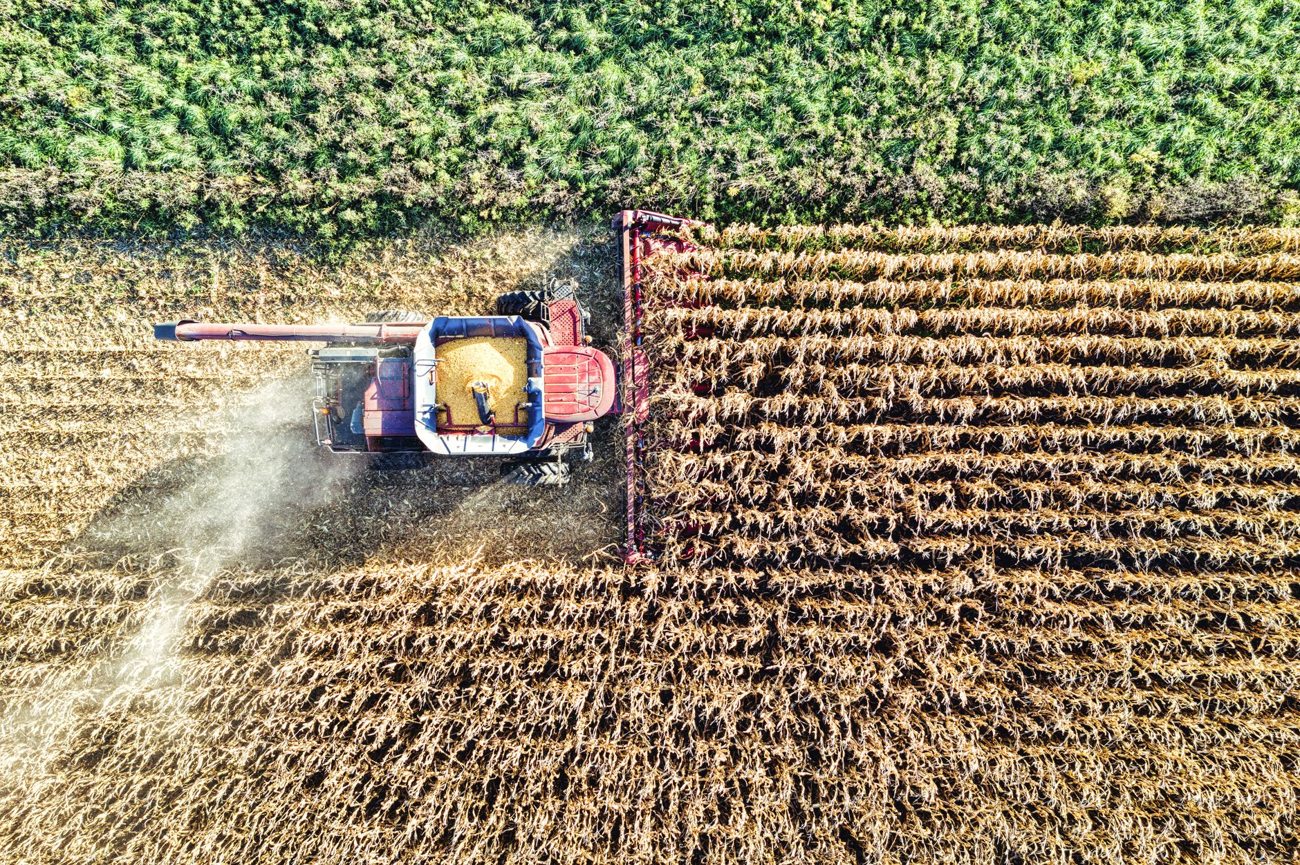 Drone shot of a combine harvester working in a cornfield during harvest in MN, USA.