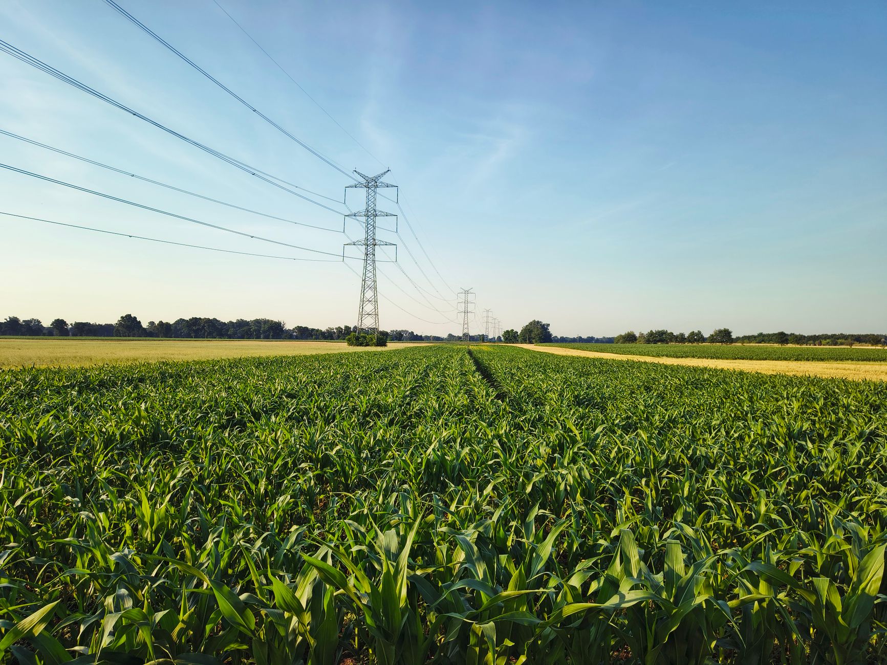 A lush cornfield under clear skies with power lines stretching into the horizon, creating a dynamic landscape.