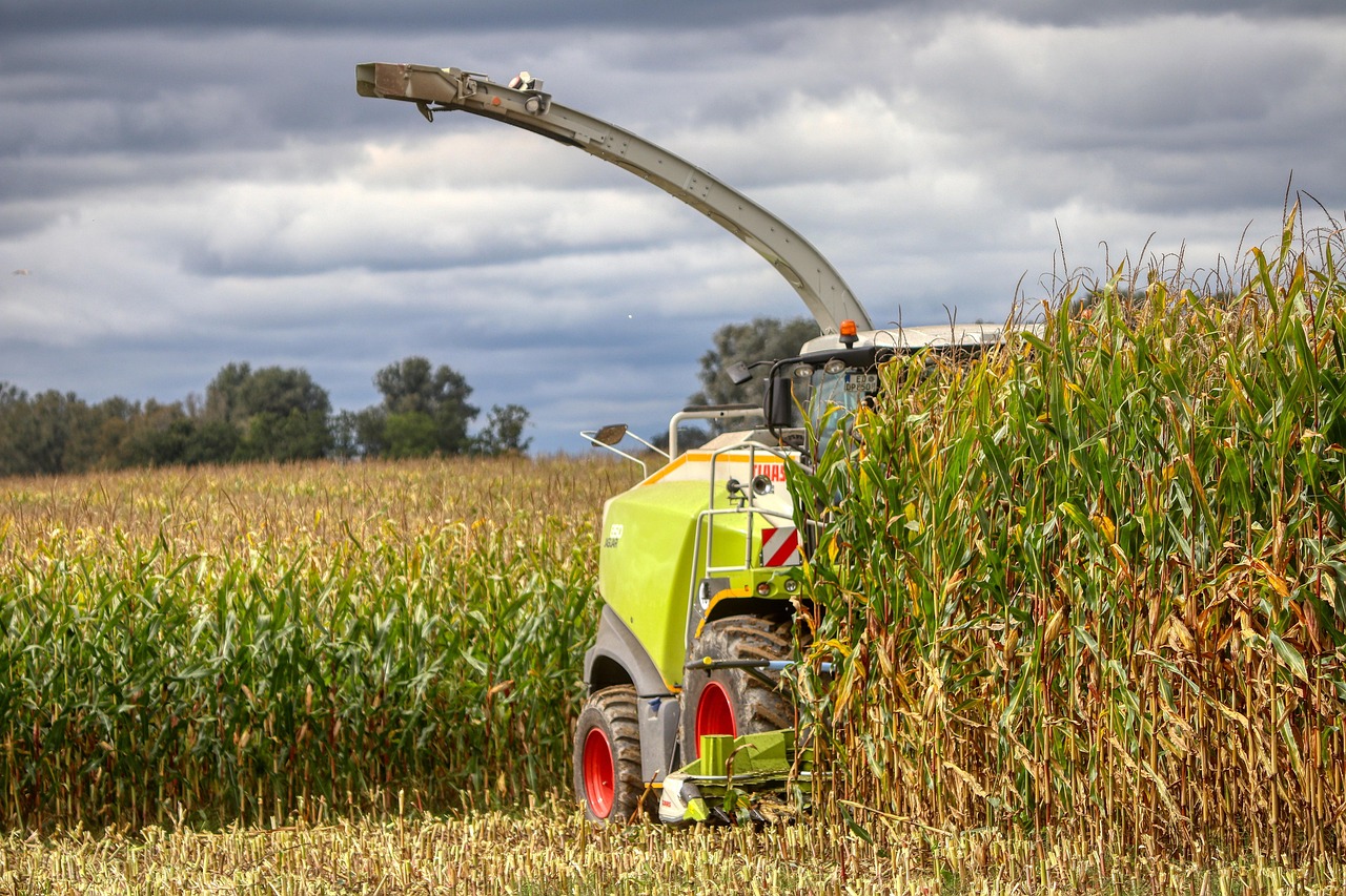 combine harvester, machine, agriculture, field, harvest, nature, corn, corn on the cob, rural, farm yard, fall, combine harvester, combine harvester, combine harvester, combine harvester, combine harvester, corn