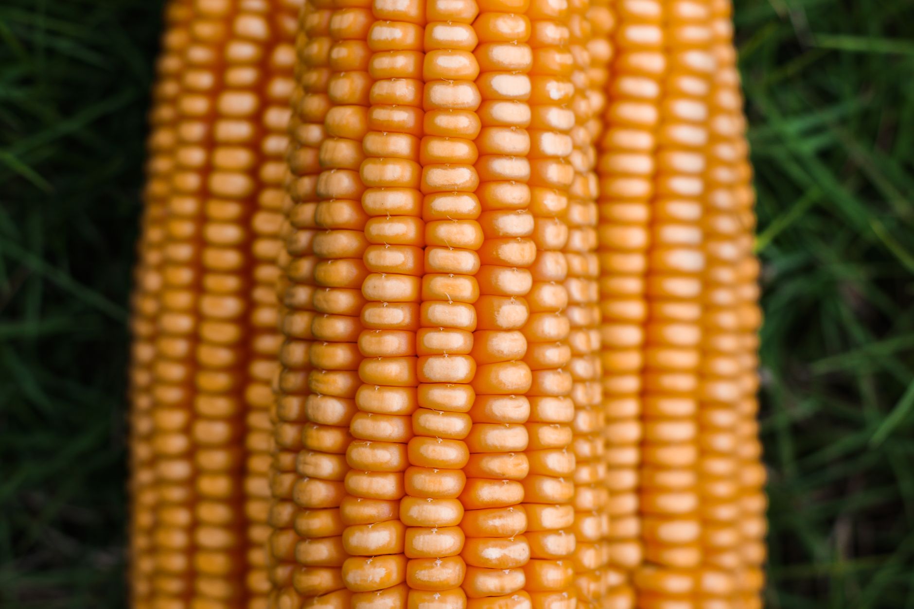 Detailed close-up of vibrant yellow corn on the cob outdoors with grass background.