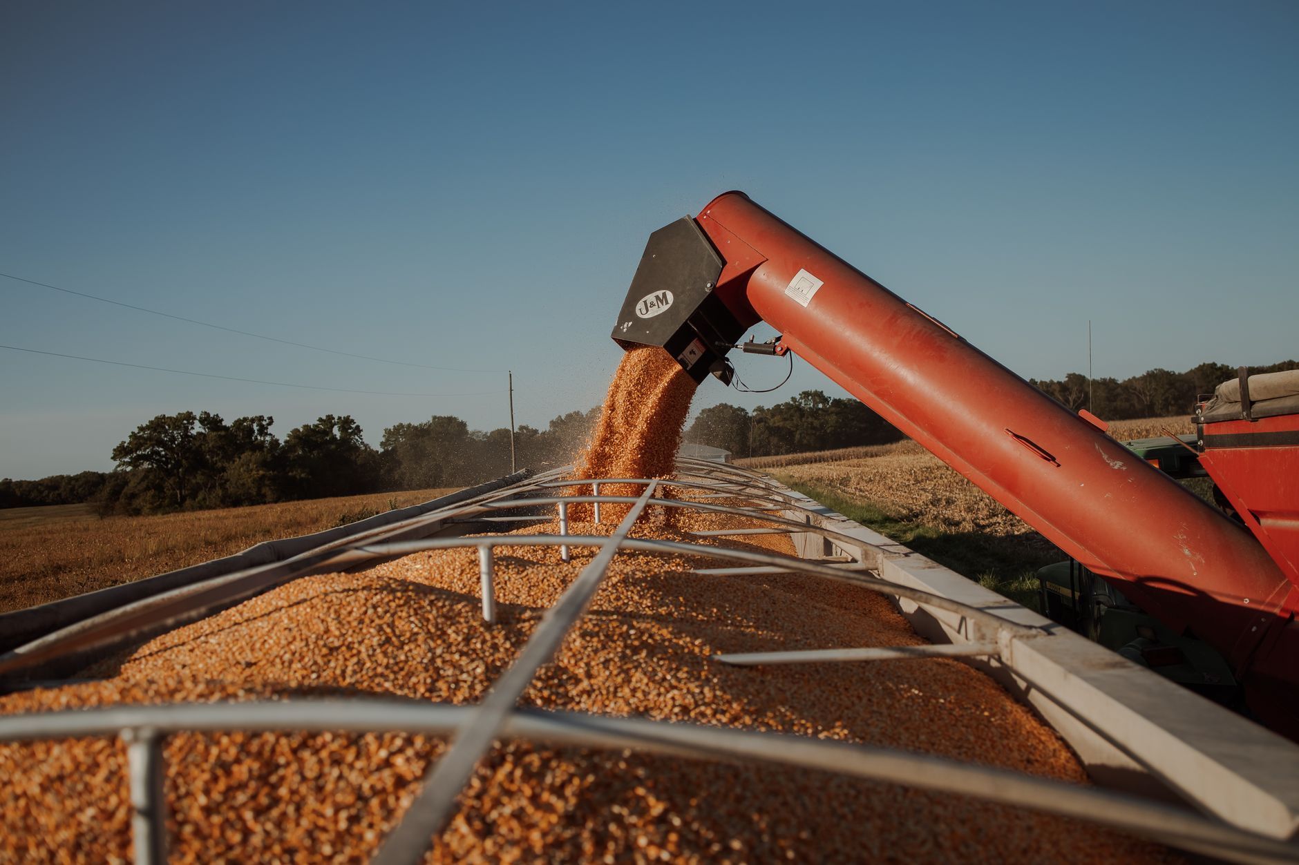 Corn harvesting using a grain auger in a sunny field to efficiently transfer grain.