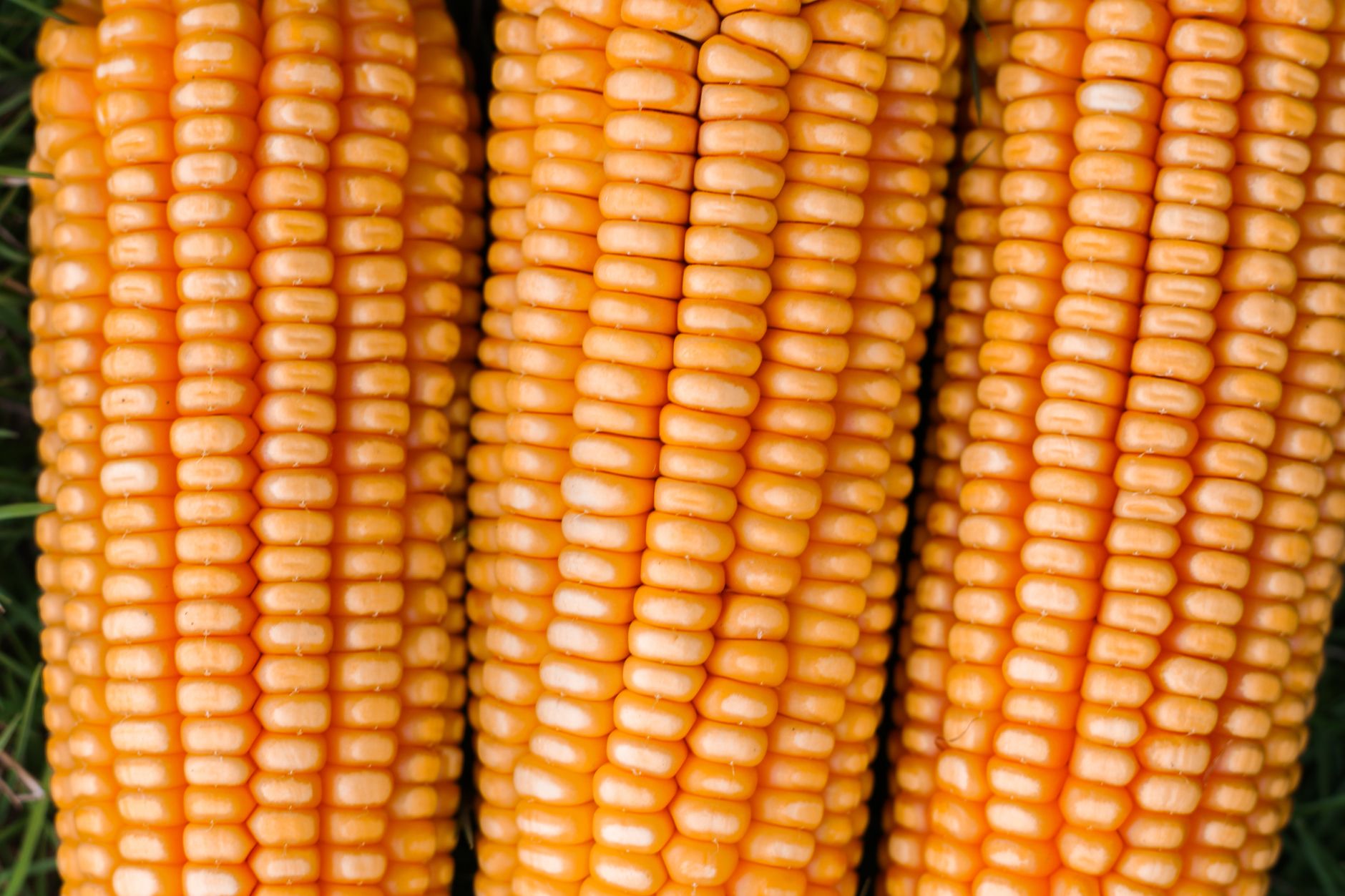 Detailed close-up of fresh yellow corn cobs showcasing their vibrant kernels and natural texture.