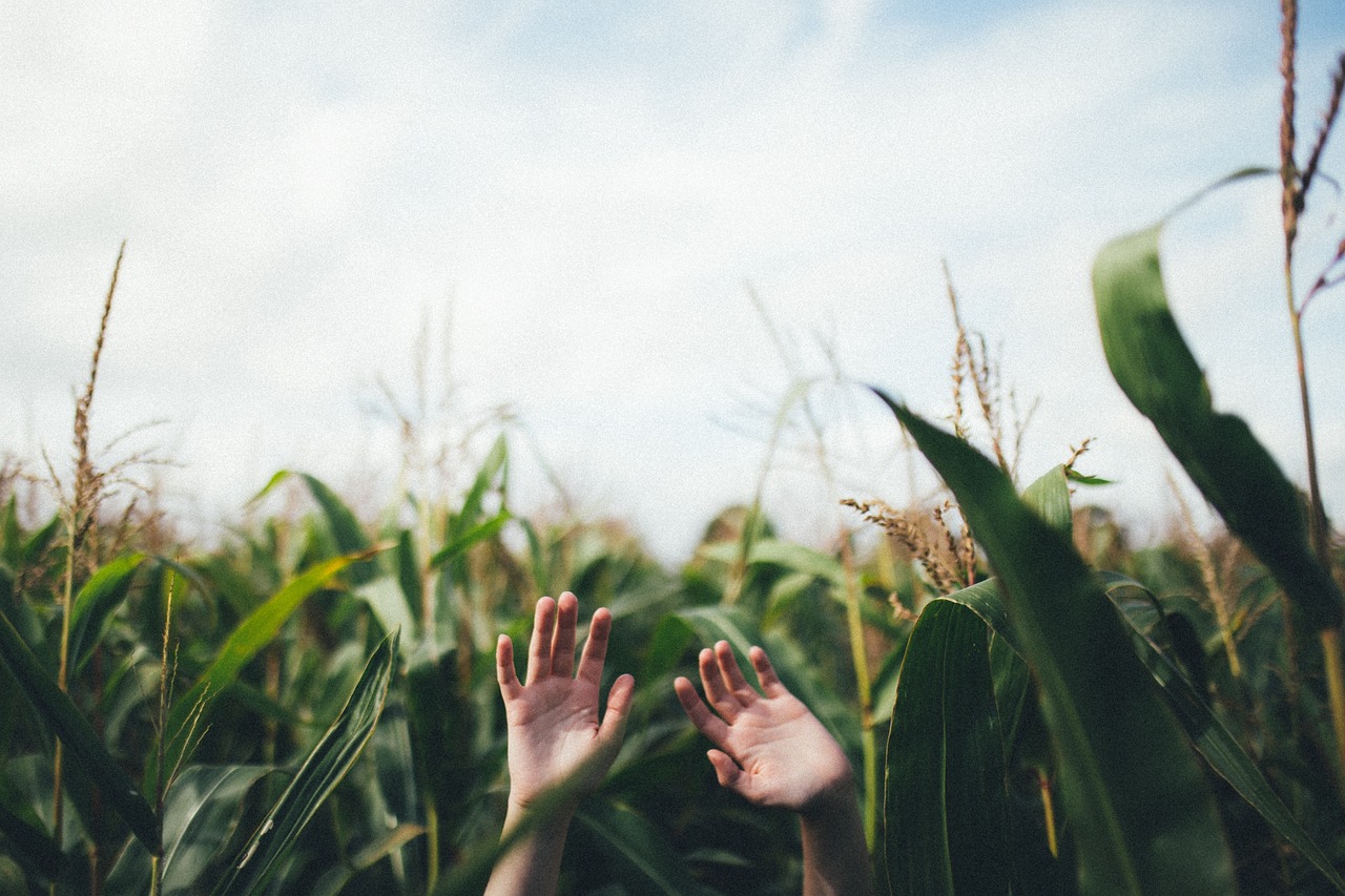 hand, palm, corn, field, farm, green, nature, plants, earth day