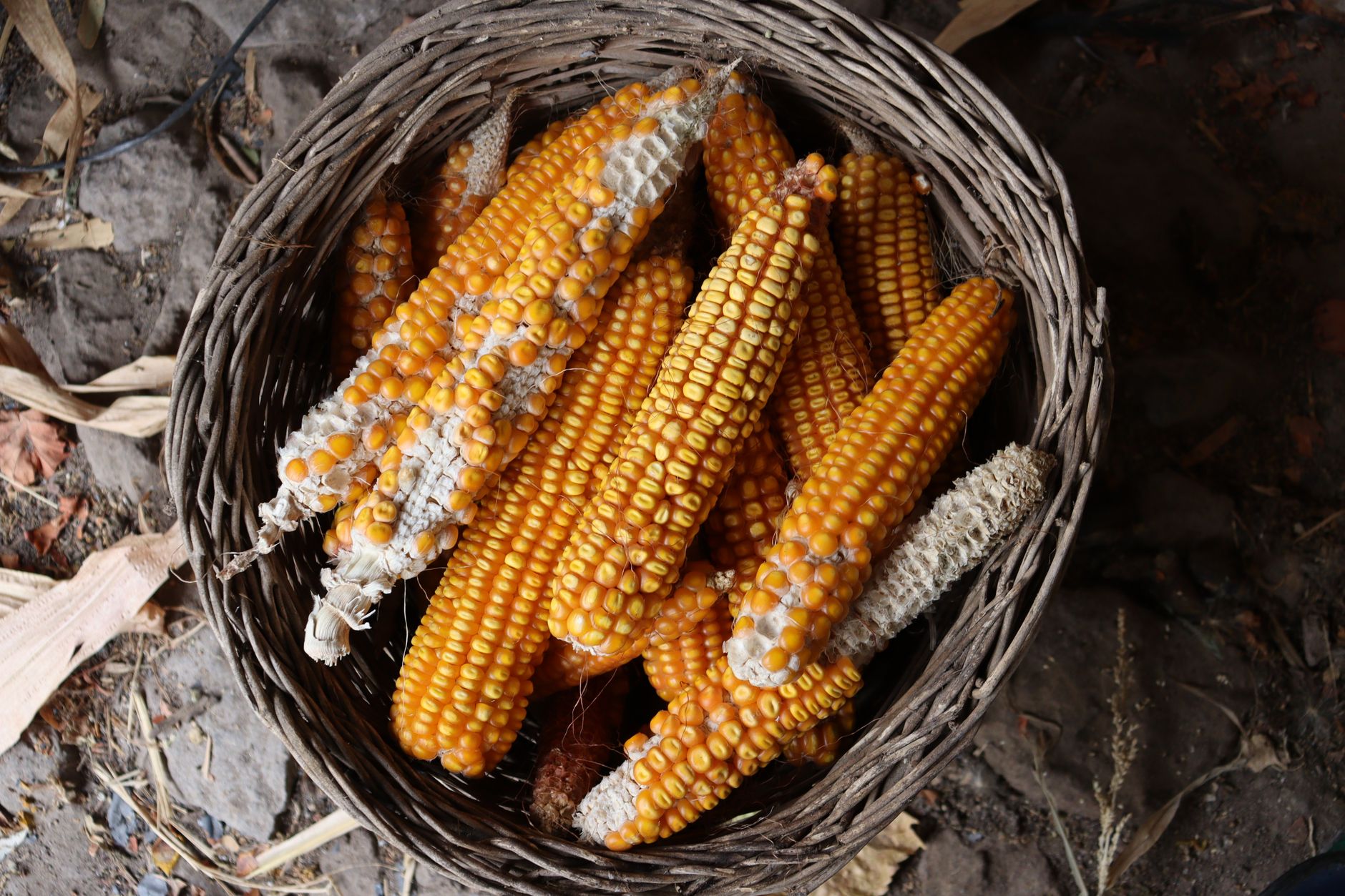 A group of dried corn cobs are arranged in a woven basket, showcasing a rustic and natural look.