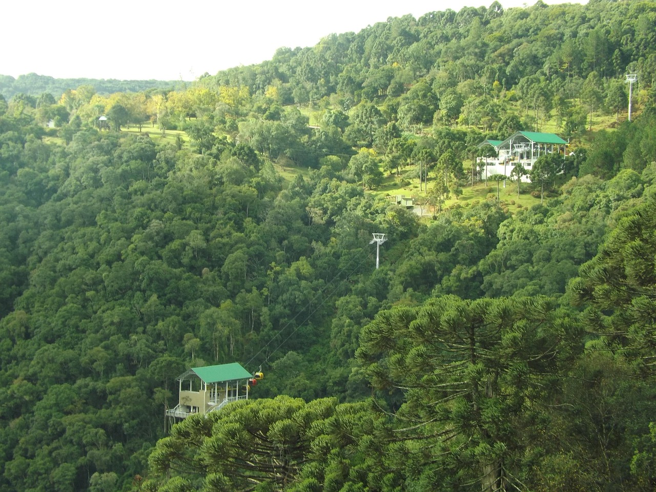 cinnamon, rio grande do sul, brazil, atlantic forest, trees, forest, park, mountains, green, nature, grass, landscape