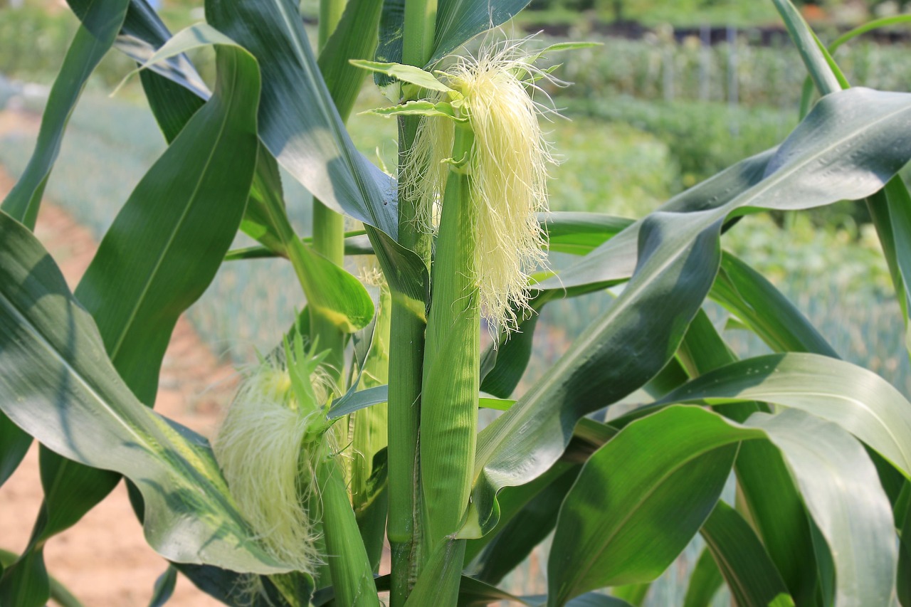 corn stalks, corn ears, corn silk, maize, corn, agriculture, green, food, field, farm, crop, plant, organic, farming, nature, stalks, leaf, growth, cob, produce, cultivation, growing, green farm, green growth, corn silk, corn silk, maize, maize, maize, maize, maize, corn