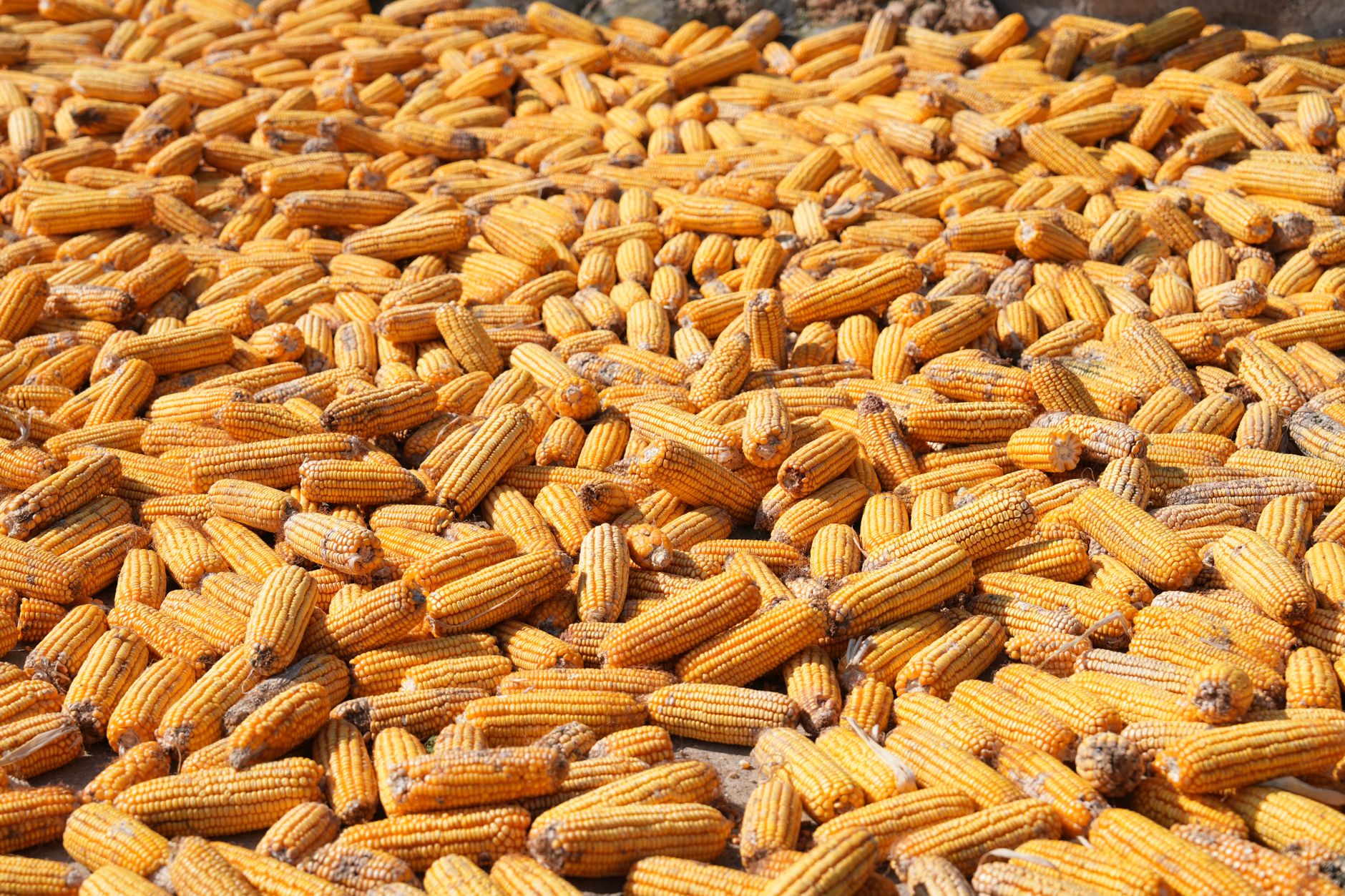Pile of yellow corn cobs laid out for drying in sunlight outdoors.