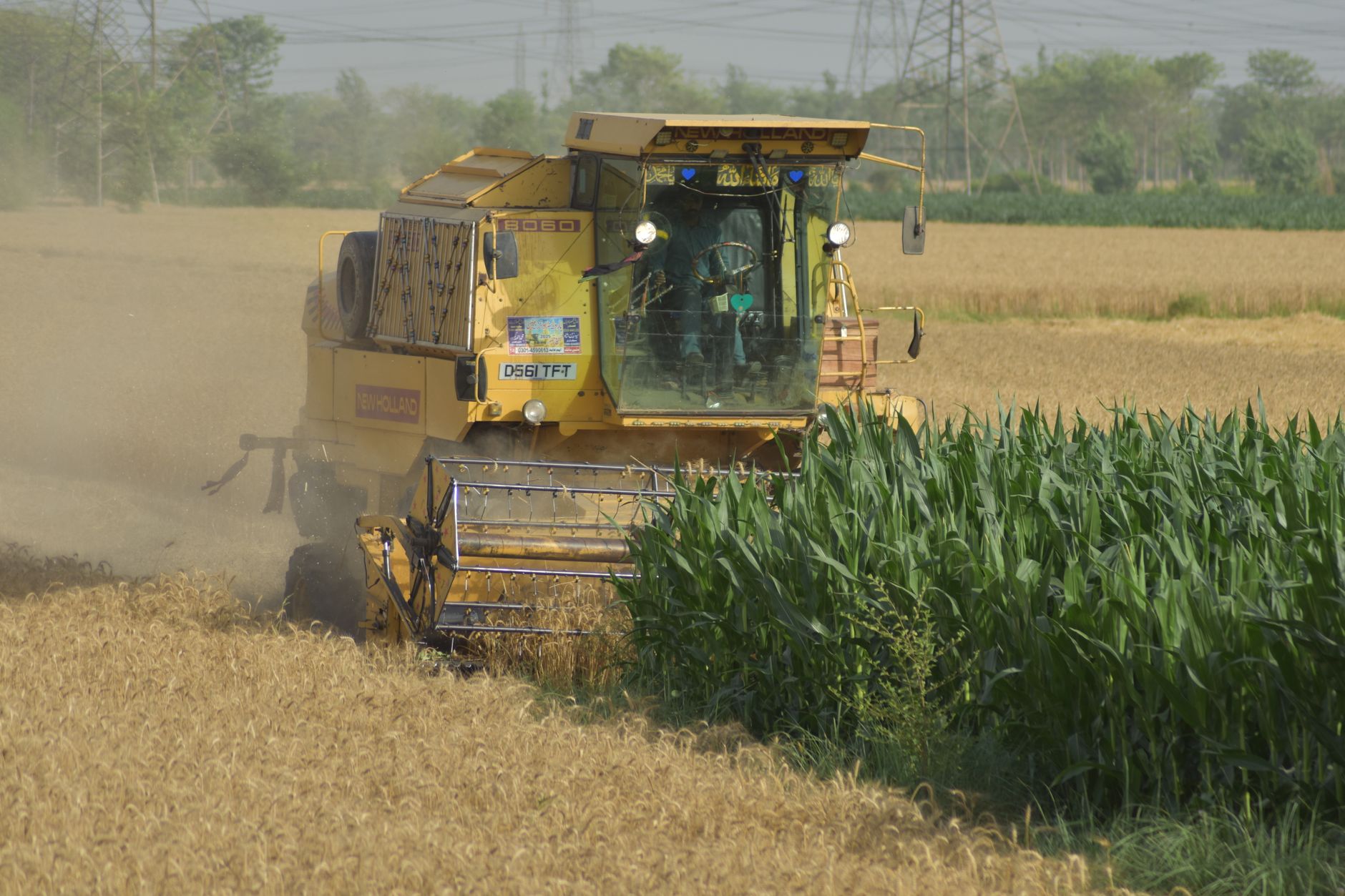 Yellow combine harvester cutting through wheat and corn on a clear summer day.