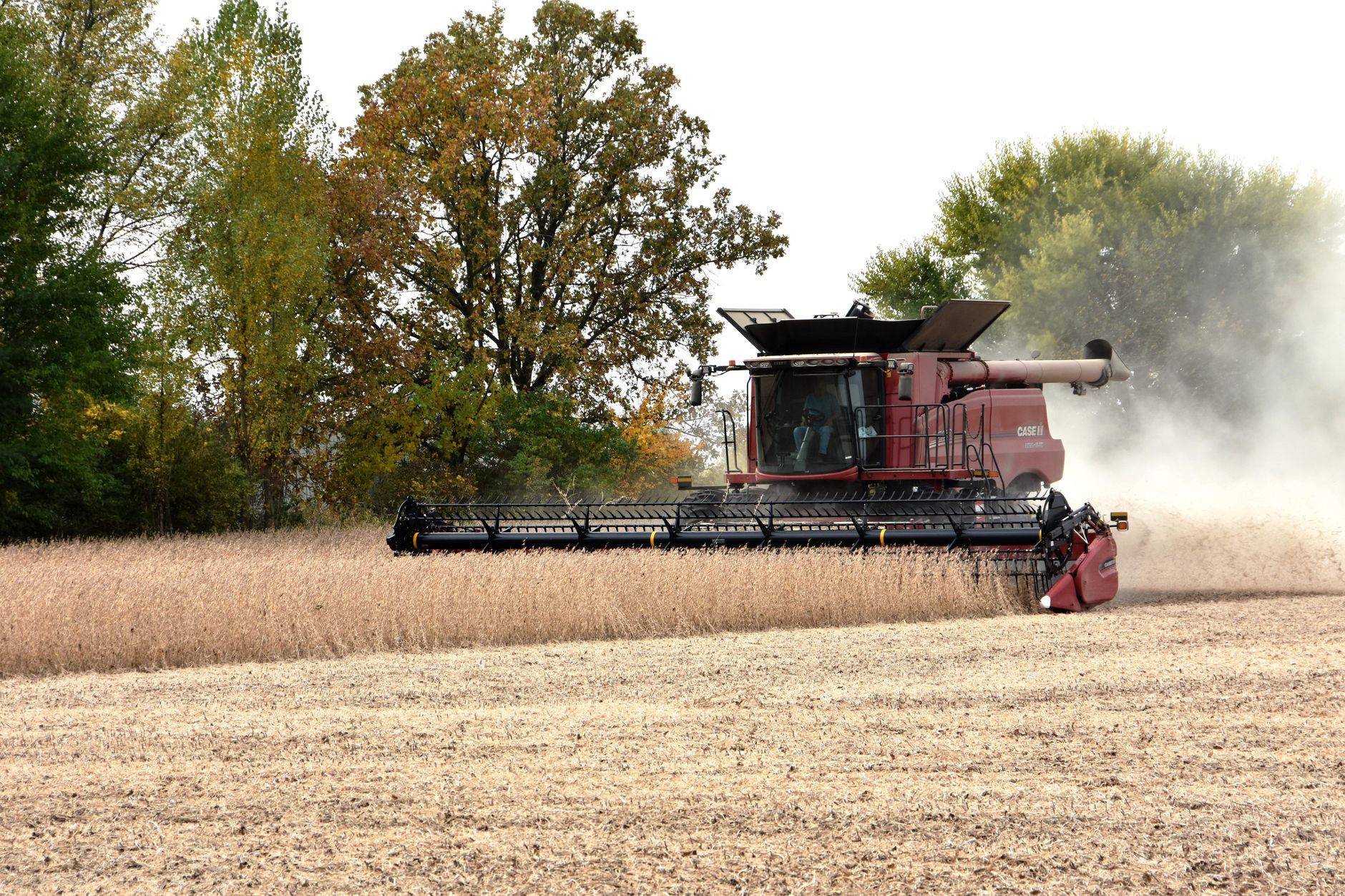 A red combine harvester operating in a soybean field during the fall harvest in Crete, Illinois.