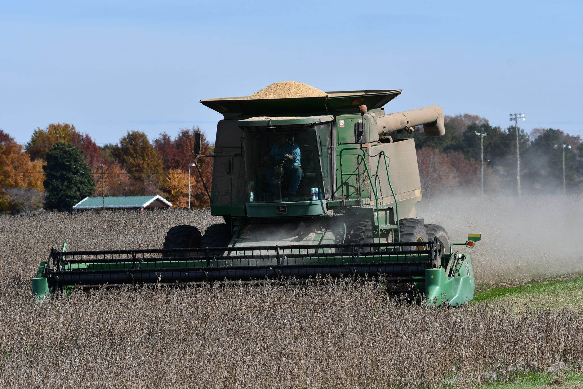 A green combine harvester at work in a soybean field during autumn in Decatur, Alabama.