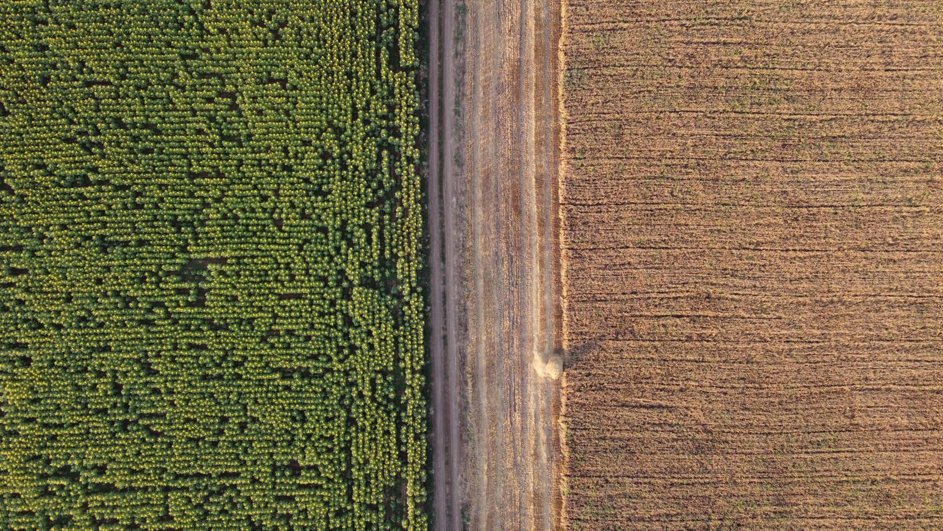 Aerial view highlighting contrasting green crops and harvested fields in rural Russia.