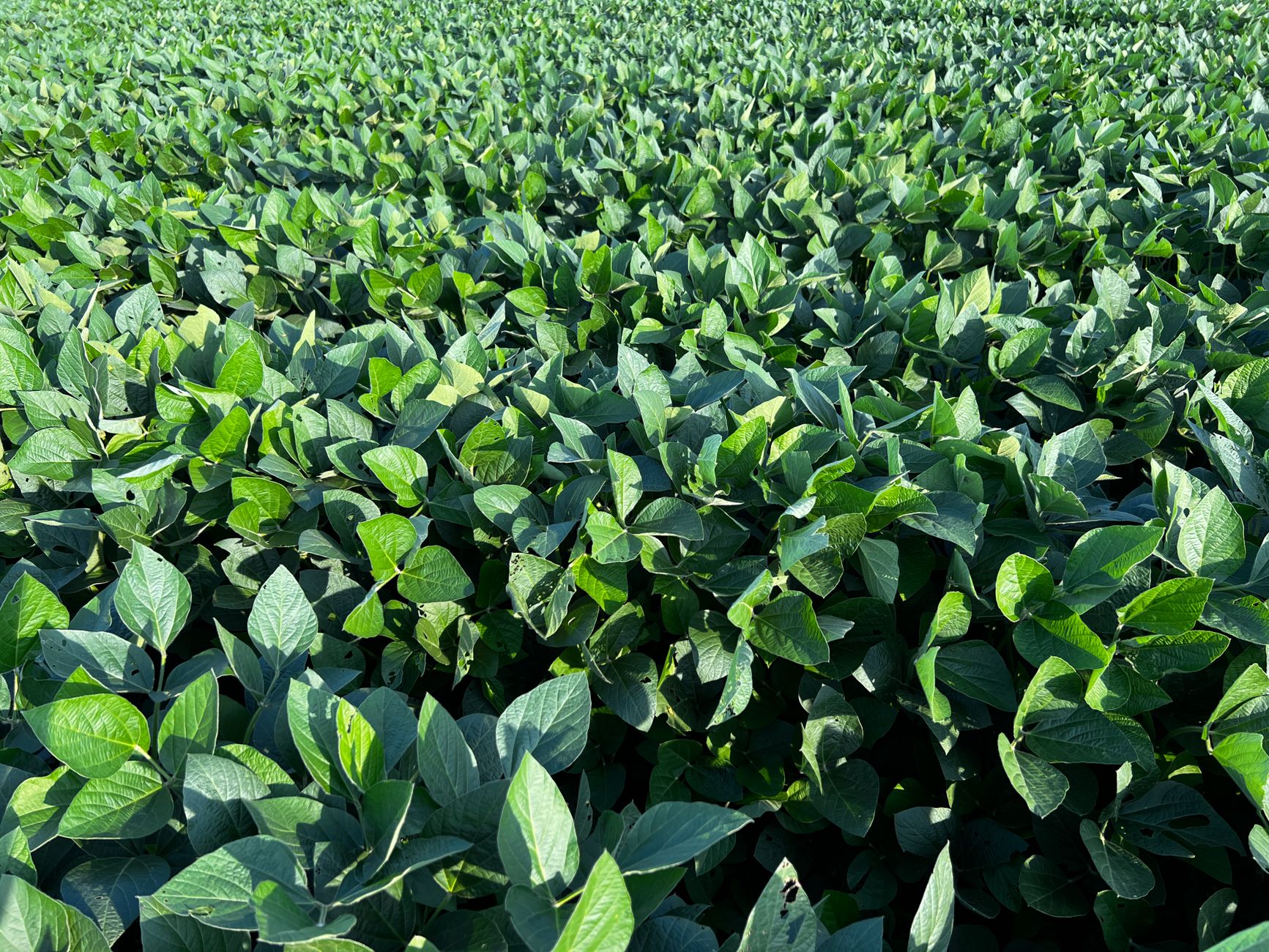 Expansive view of a vibrant green soybean field under clear summer skies, showcasing healthy crop growth.