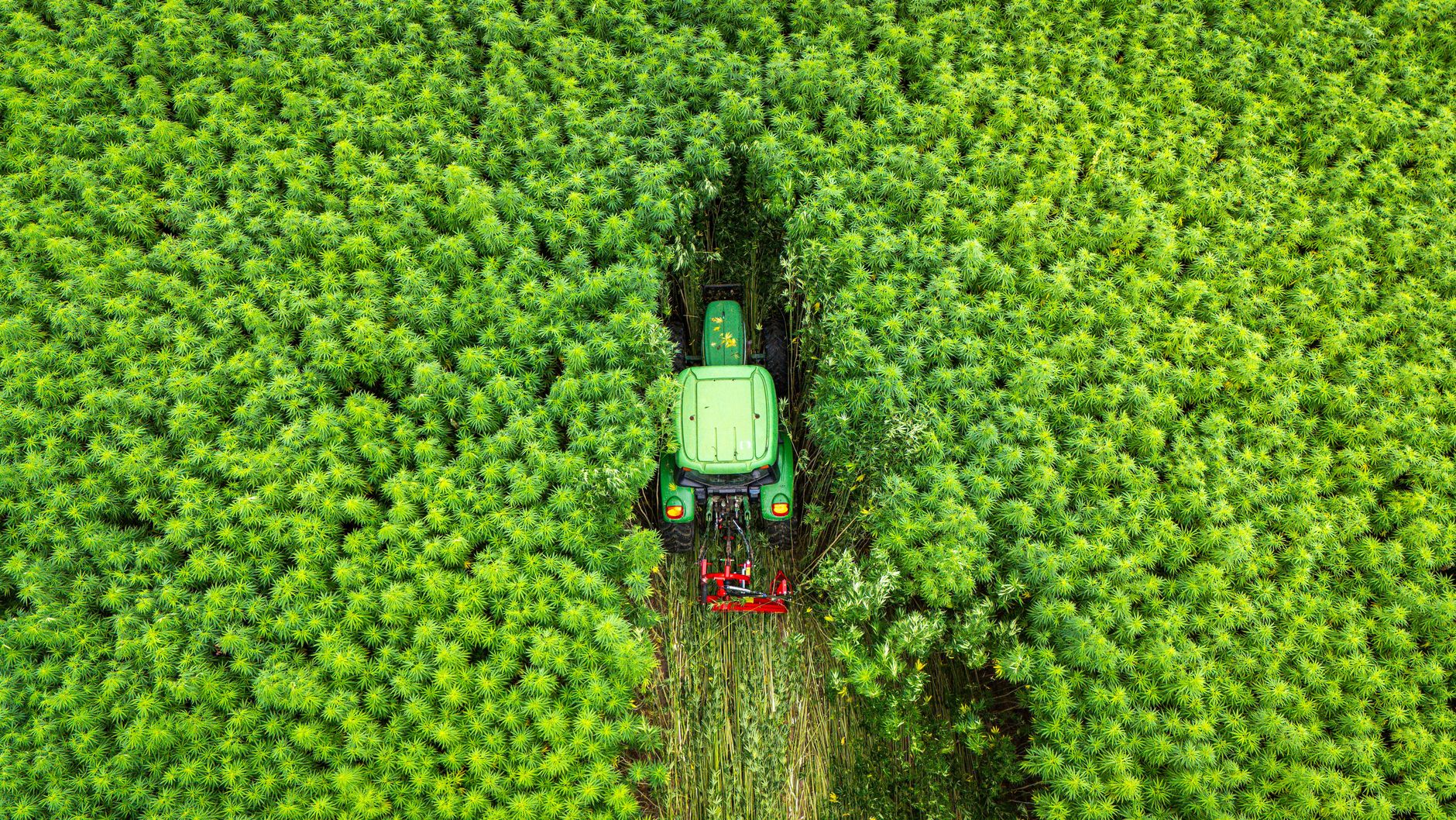 Aerial shot of a tractor cutting through a dense green crop field, showcasing efficient modern agriculture.