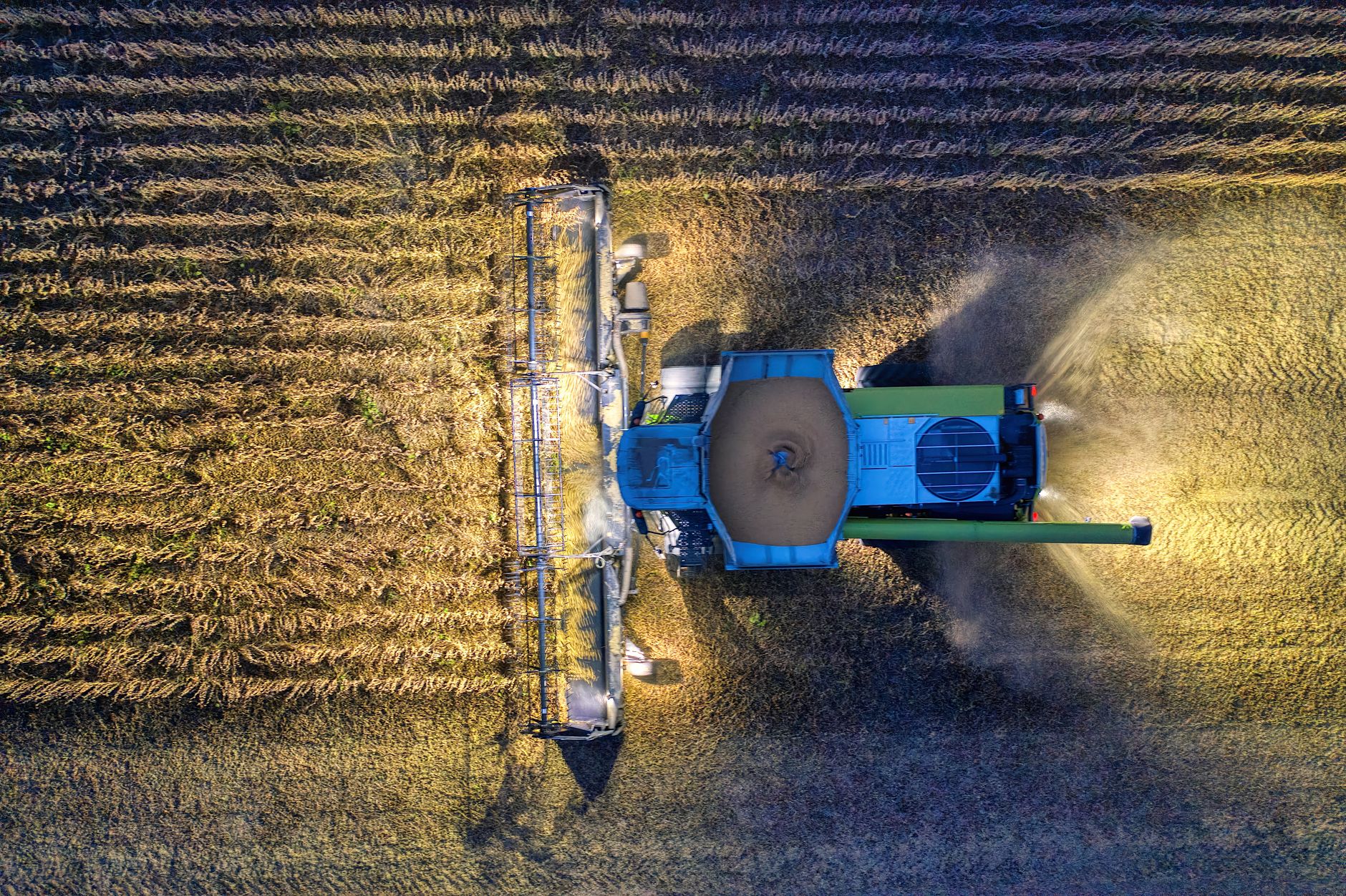 Drone shot of a combine harvester in a Minnesota cornfield during harvest season.