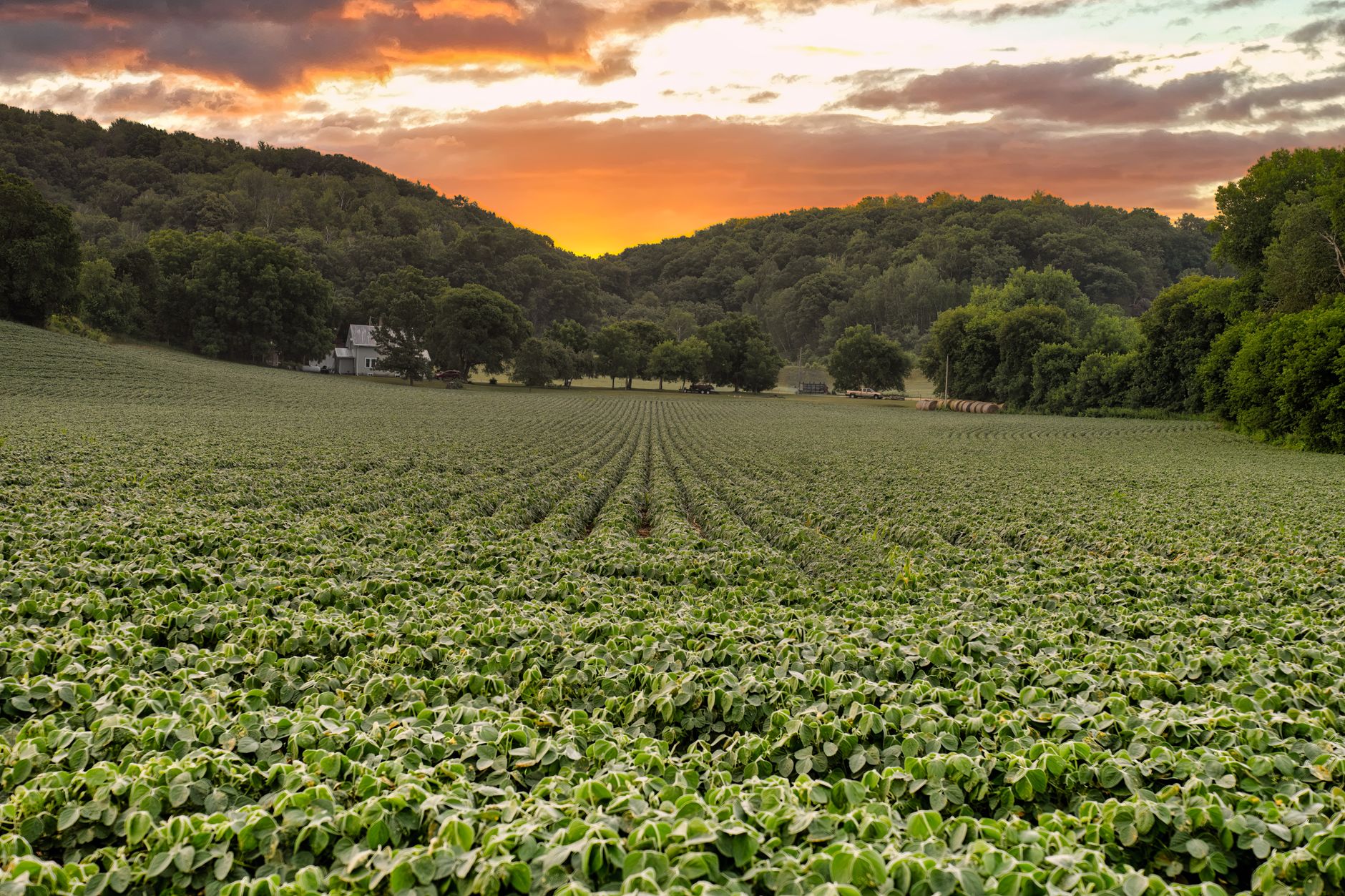 A serene landscape of a soybean field with a vibrant sunset in Pepin, WI, USA.