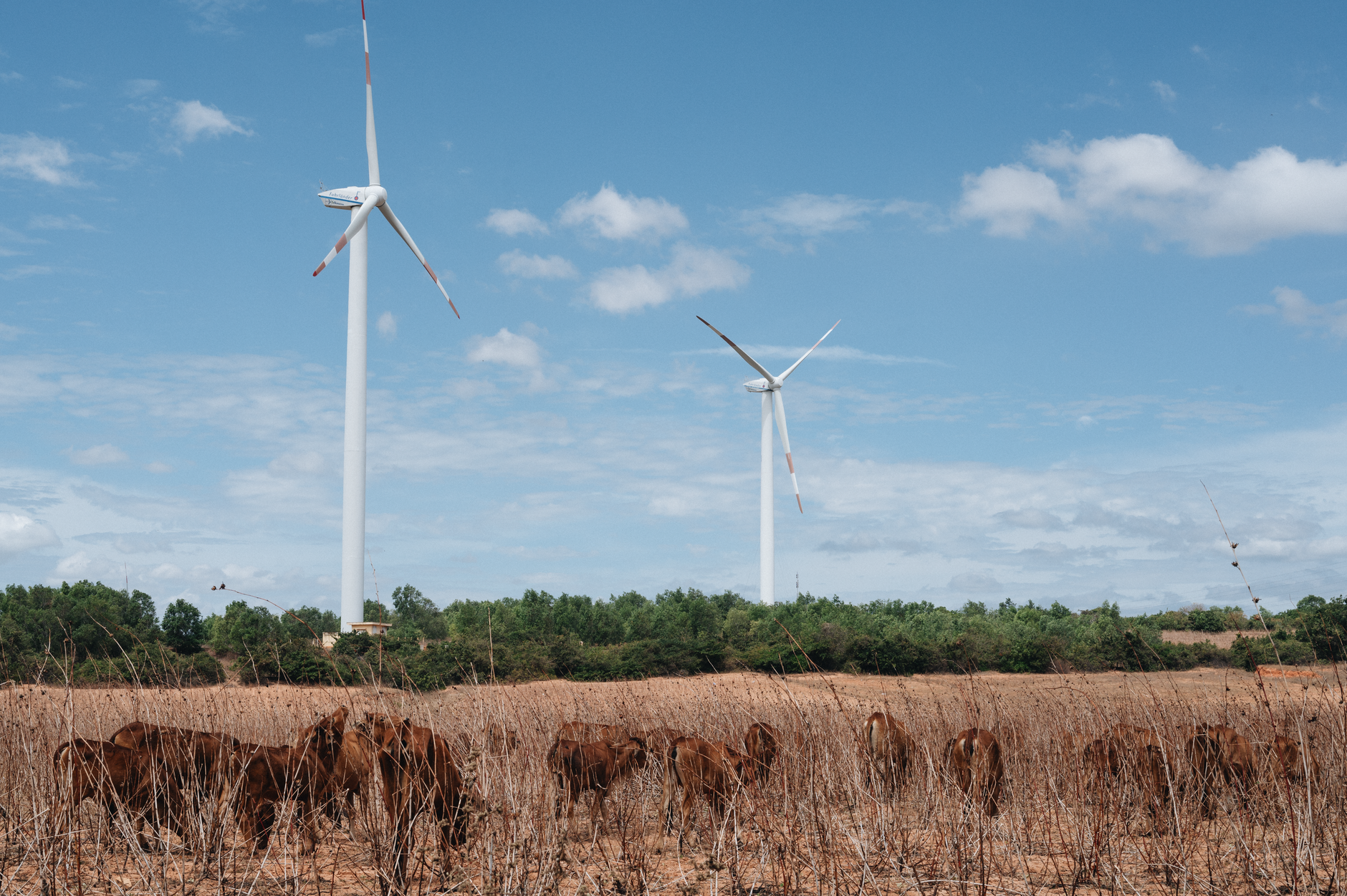 Wind turbines rise above a rural landscape where cattle graze under a clear blue sky.