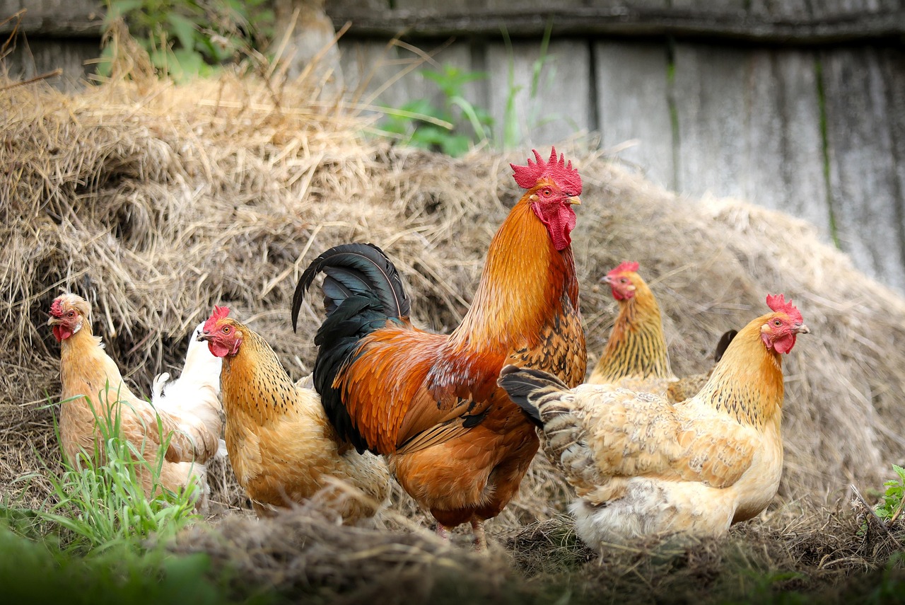 chickens, birds, poultry, rooster, nature, hen, animals, feathers, plumage, farm, village
