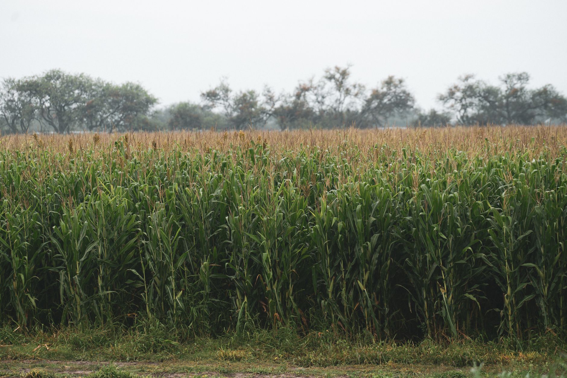 Expansive green cornfield in summer, with trees in the background under an overcast sky.
