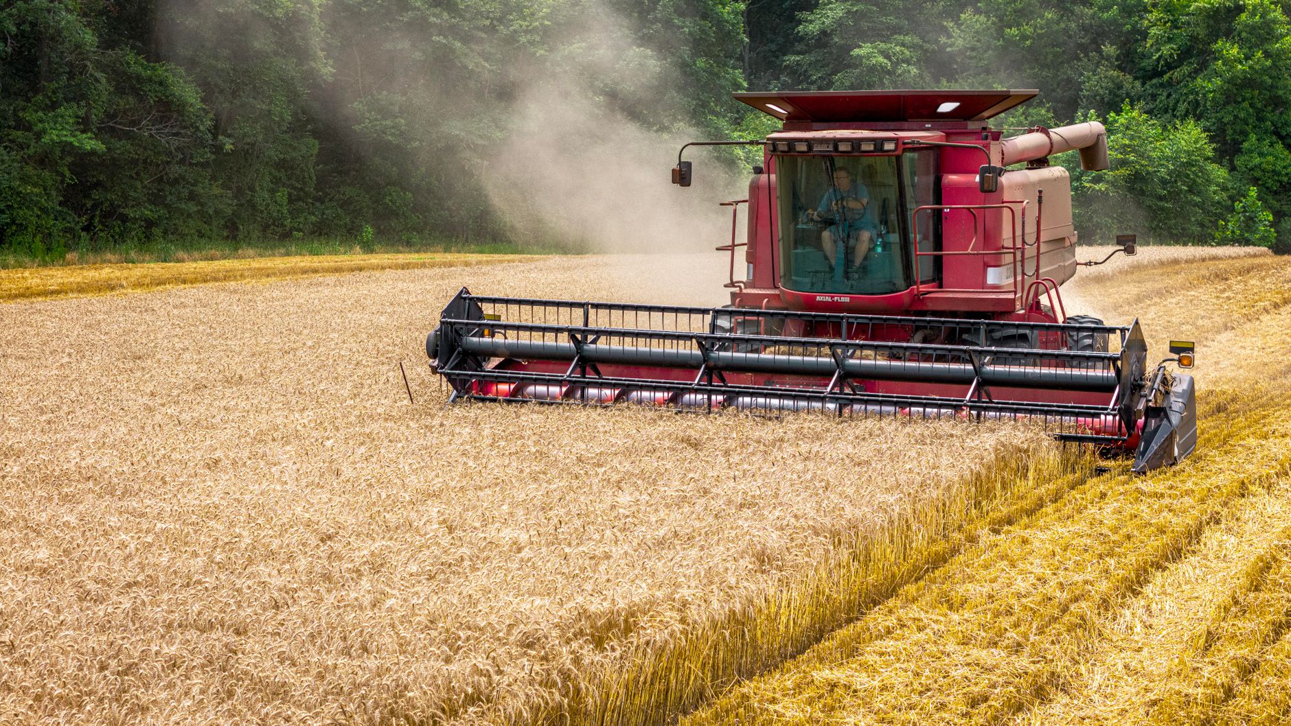A red combine harvester working through a wheat field in Macclesfield, NC during harvest season.
