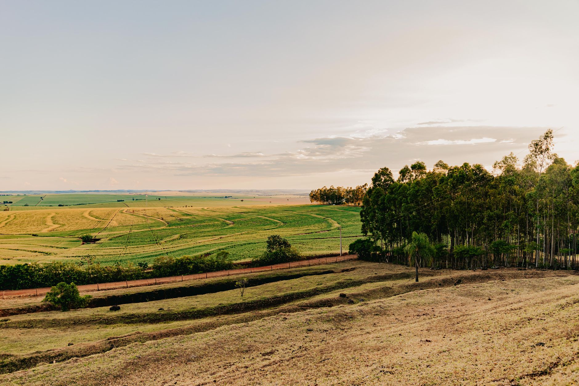 Wide view of rural farmlands with trees and fields under a setting sun, conveying tranquility and growth.