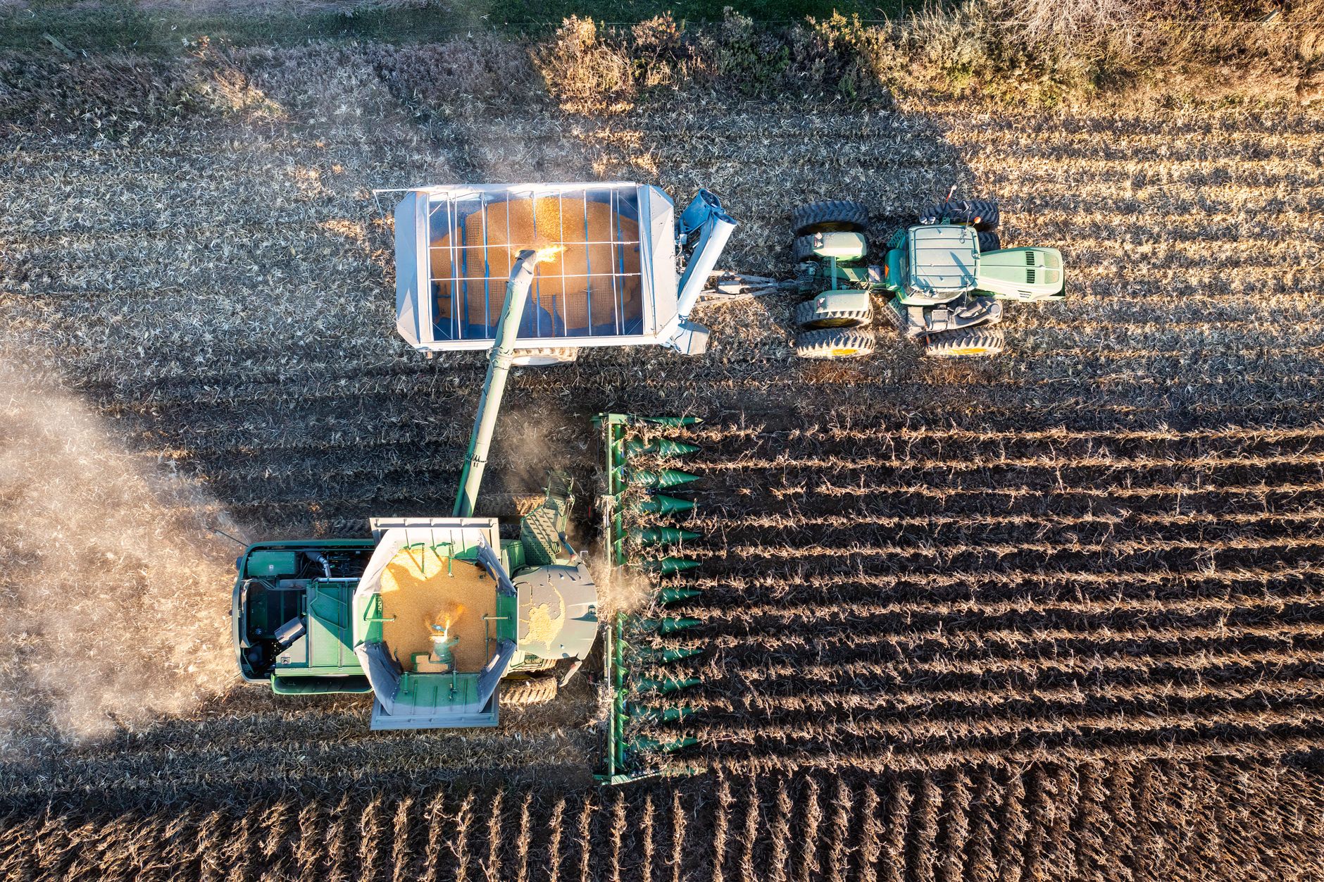 Aerial shot of tractors harvesting corn in a field in Theilman, MN. Midday sunlight highlights the process.