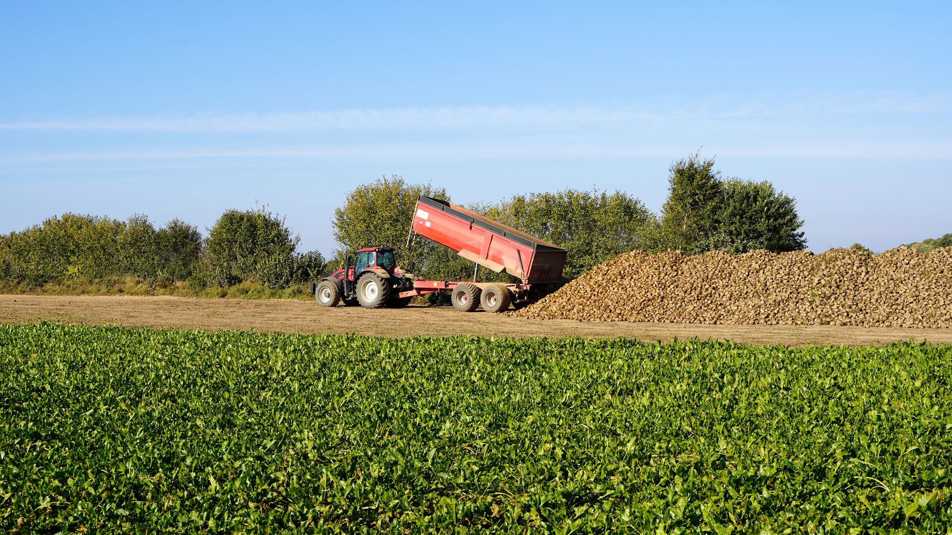Tractor unloading sugar beets in a field in Lütau, Schleswig-Holstein.