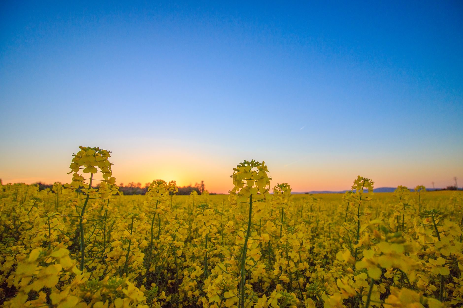 A stunning canola field in full bloom under a wide sunset sky, capturing nature's vibrant colors.