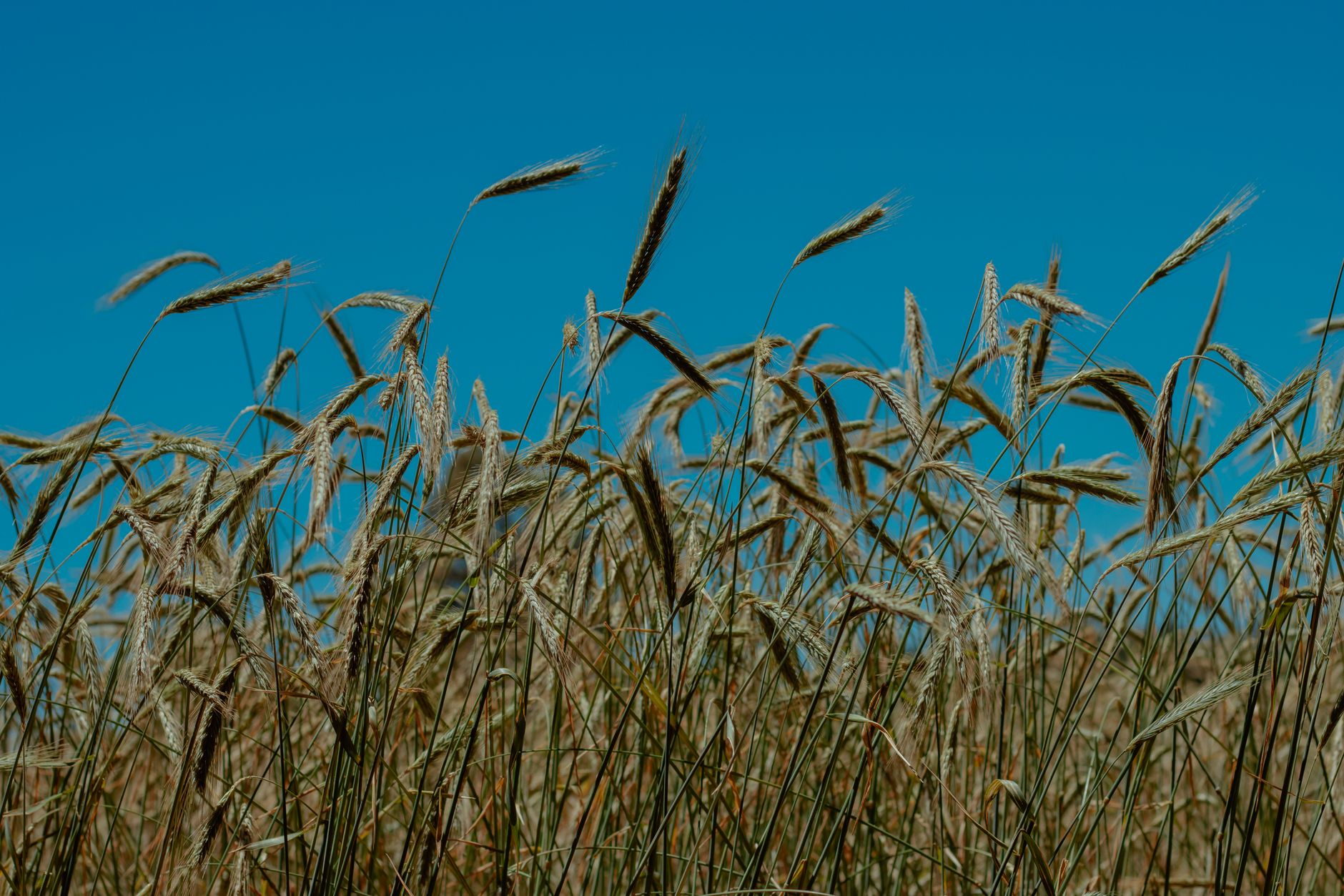 Lush wheat field swaying under a bright blue sky in Ñuble, Chile, epitomizing natural beauty.