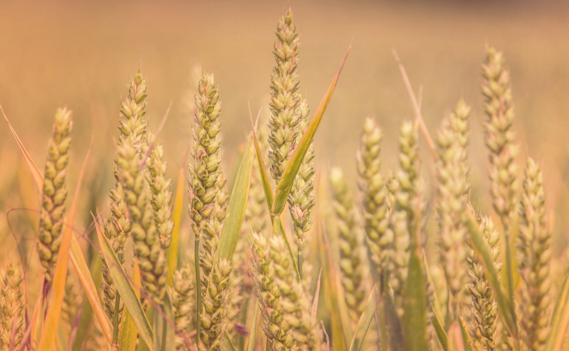 Close-up of ripe wheat ears in a field under warm sunlight, symbolizing harvest time.
