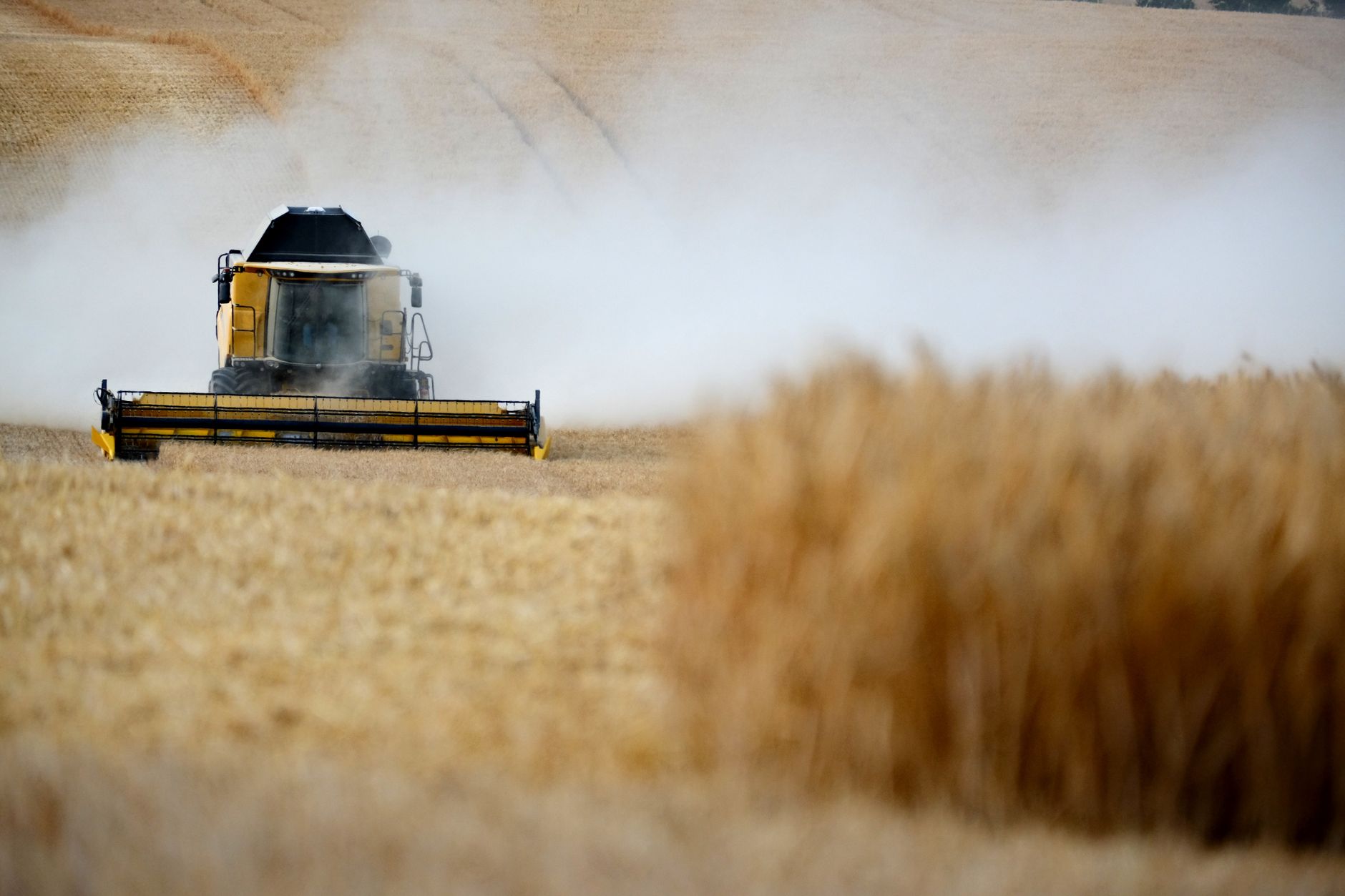 Combine harvester working in a golden wheat field during harvest season, creating dust clouds.