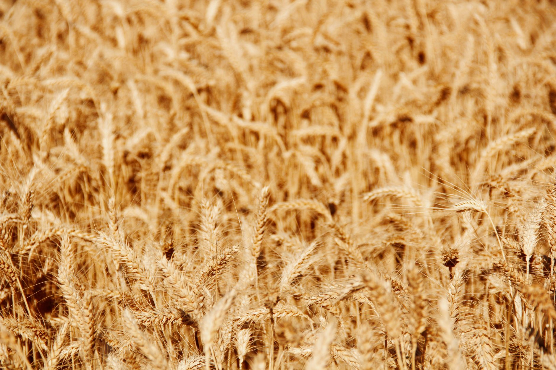 A vast golden wheat field capturing the essence of a sunny countryside in Yozgat, Türkiye.