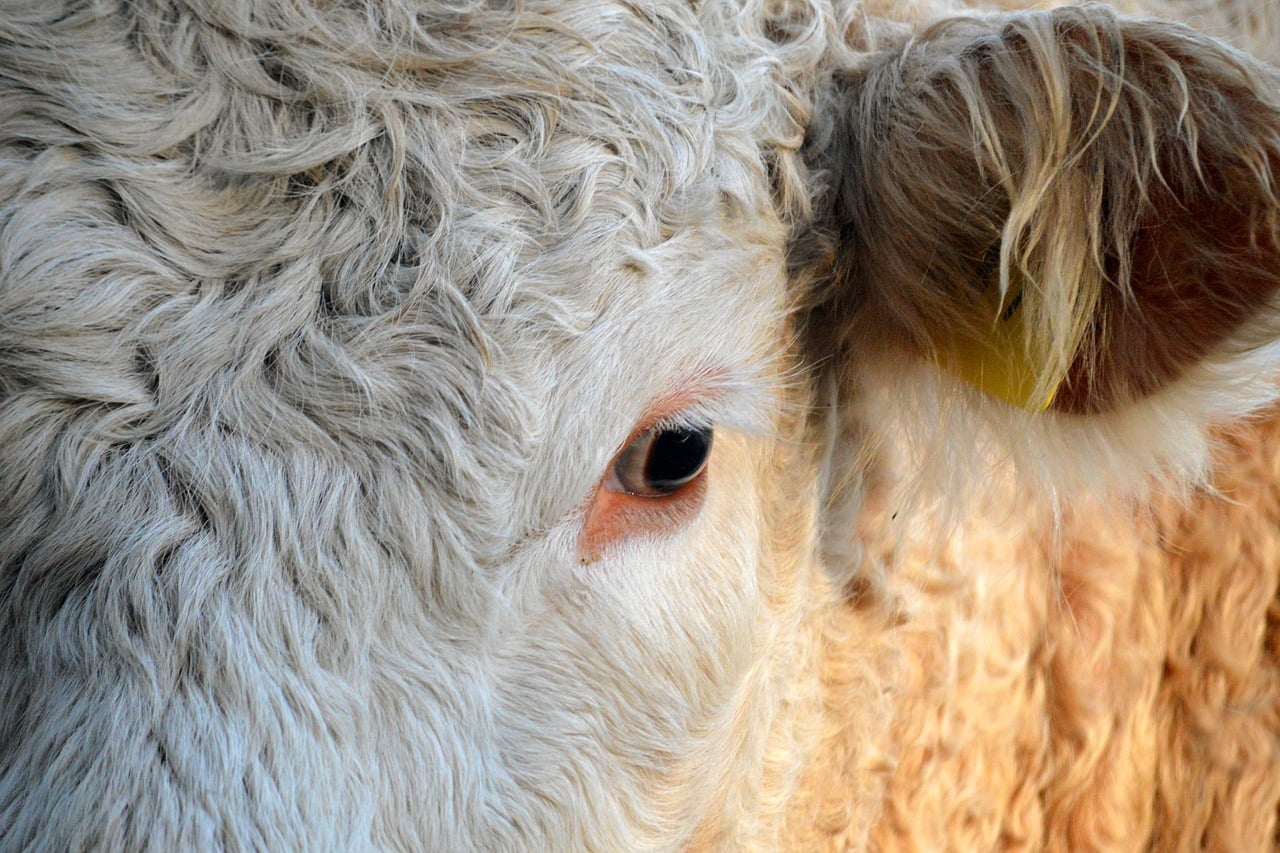 beef, nature, animal, agriculture, farm yard, bull, eye, cattle head, farm animal, ruminant, cattle ear, eyelashes, hair