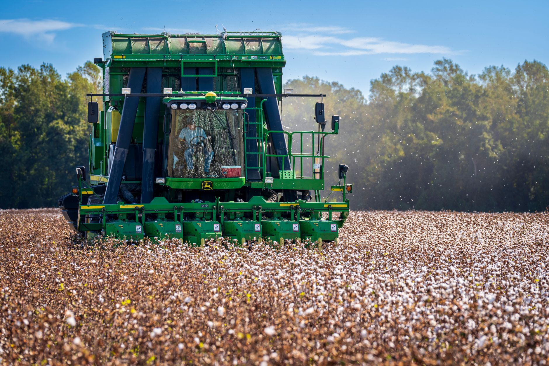 A green harvester working in a vast cotton field under a clear blue sky.
