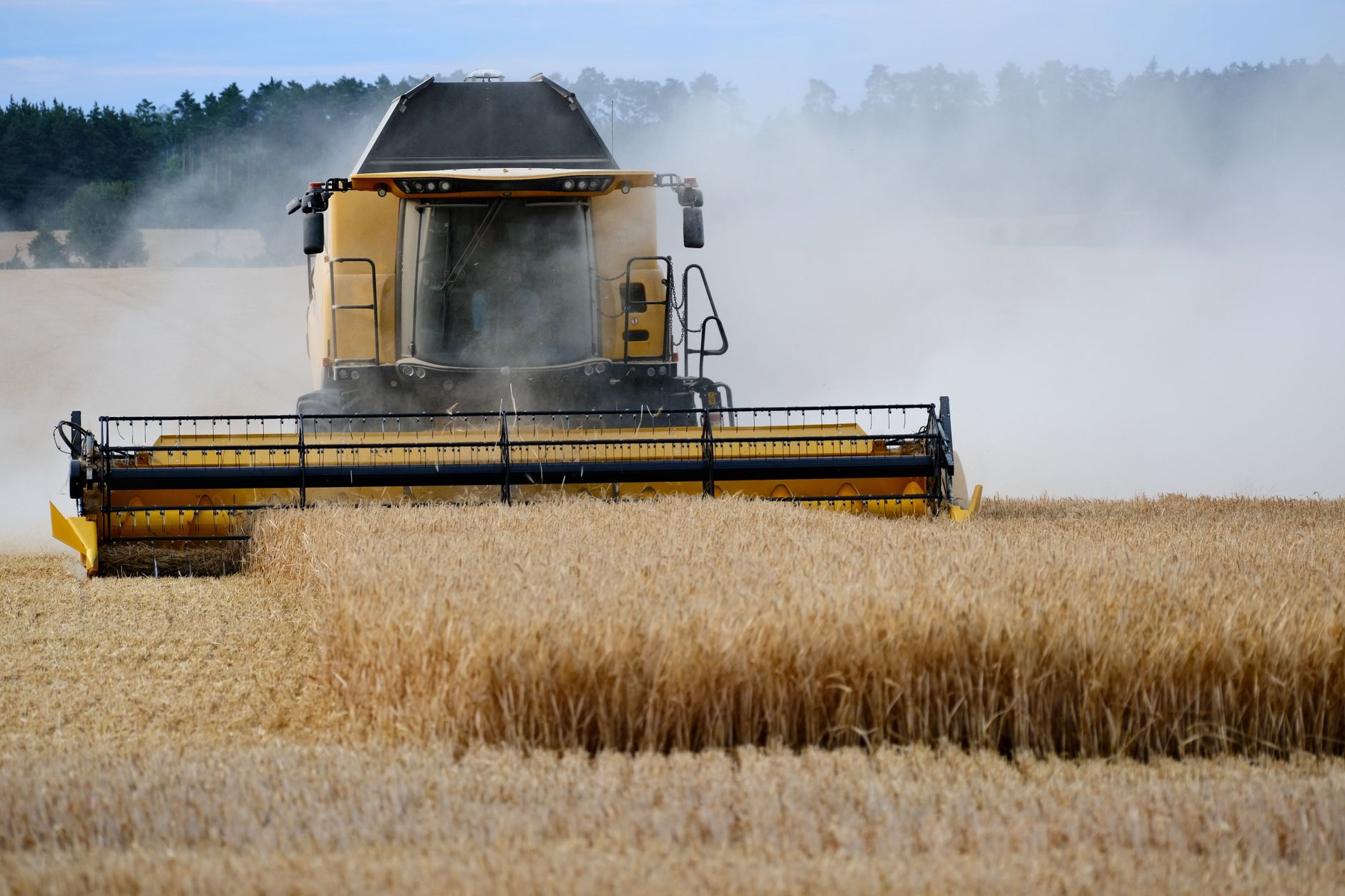 Combine harvester working in a lush wheat field during harvest season.
