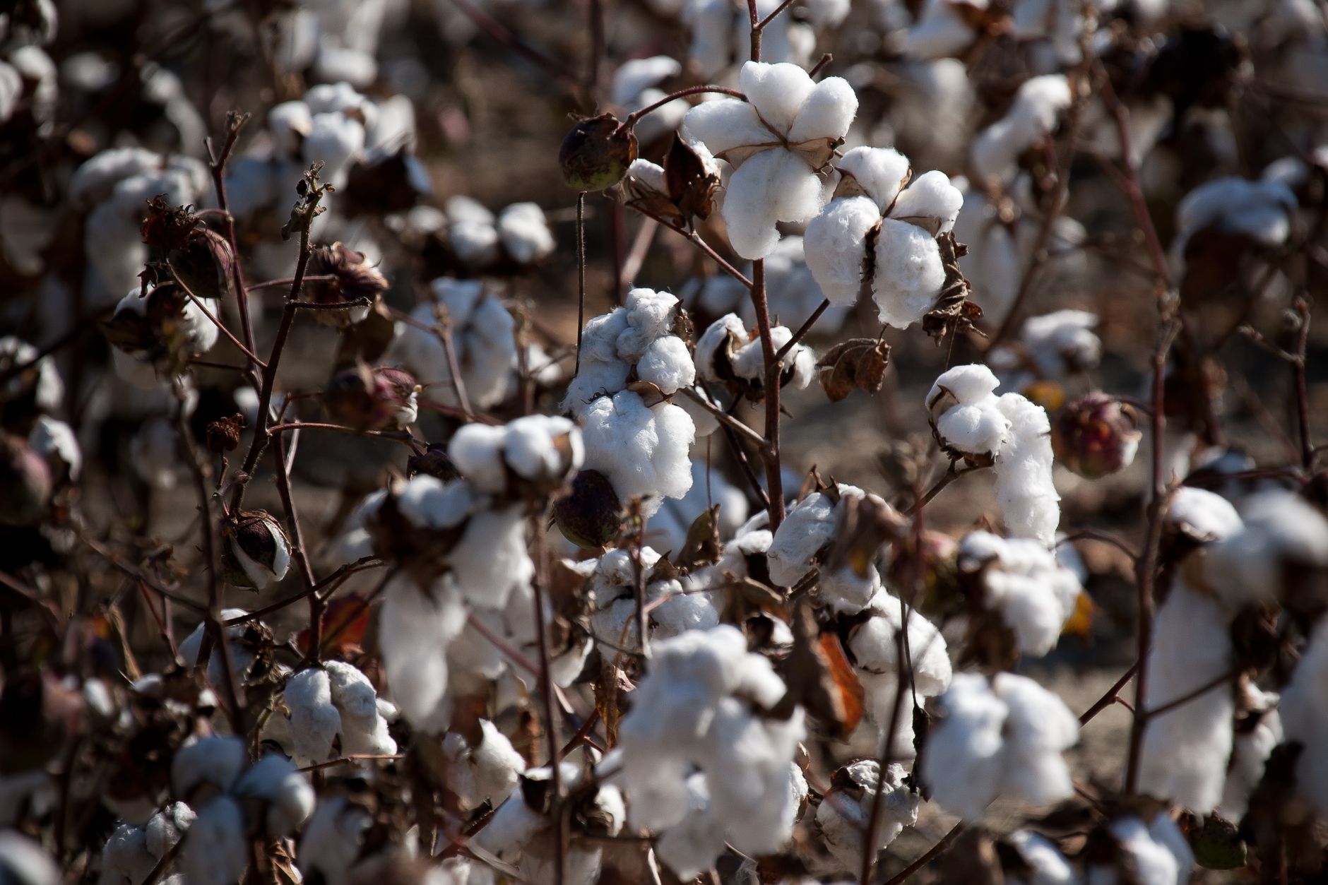 Detailed view of cotton boll plants ready for harvest in a field.