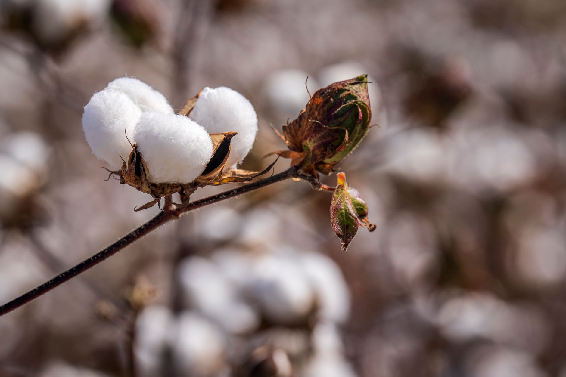 Detailed image of cotton boll with blurred background in a cotton field.